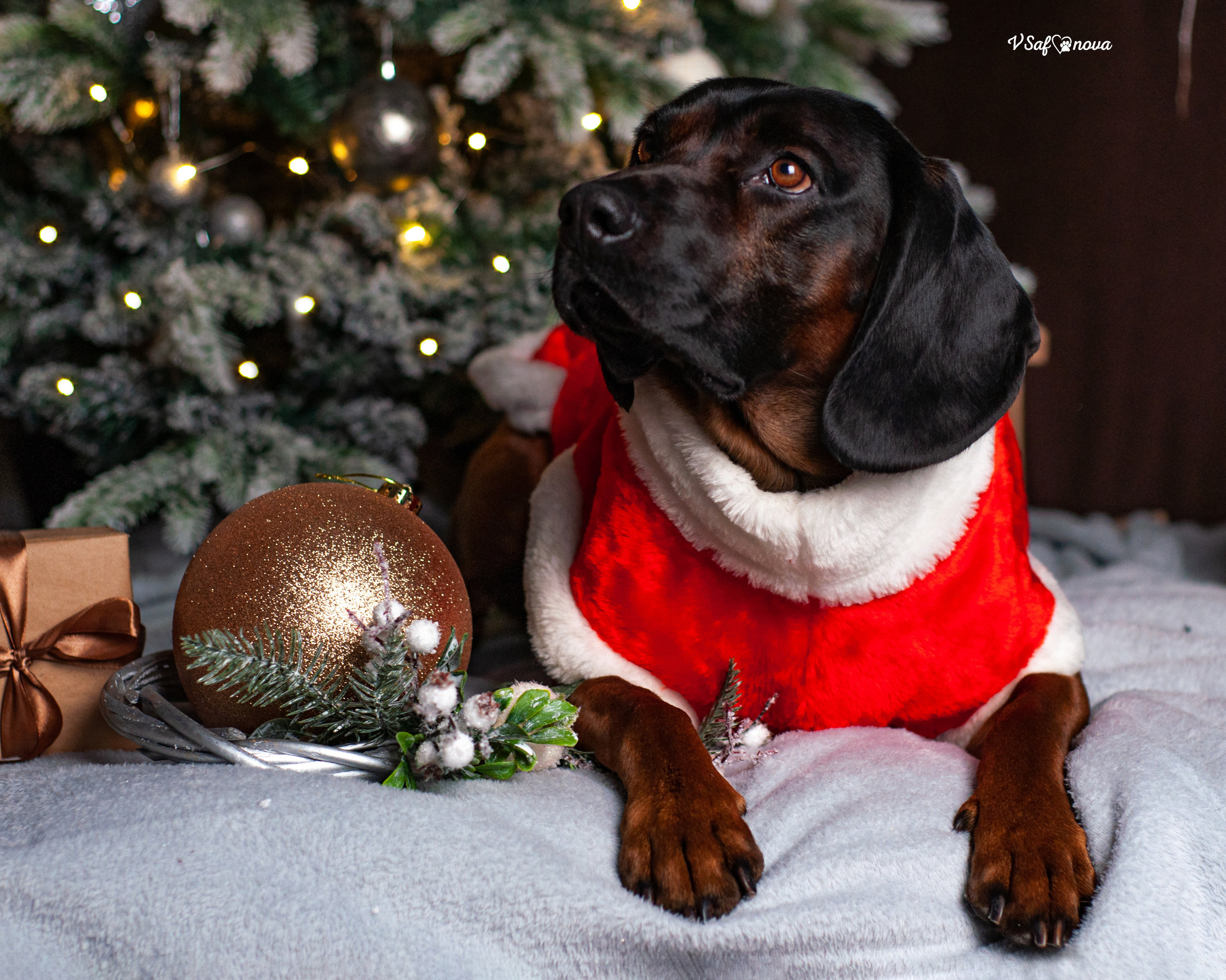 Флай. Фотограф анималист Благовещенск. Сафонова Виктория