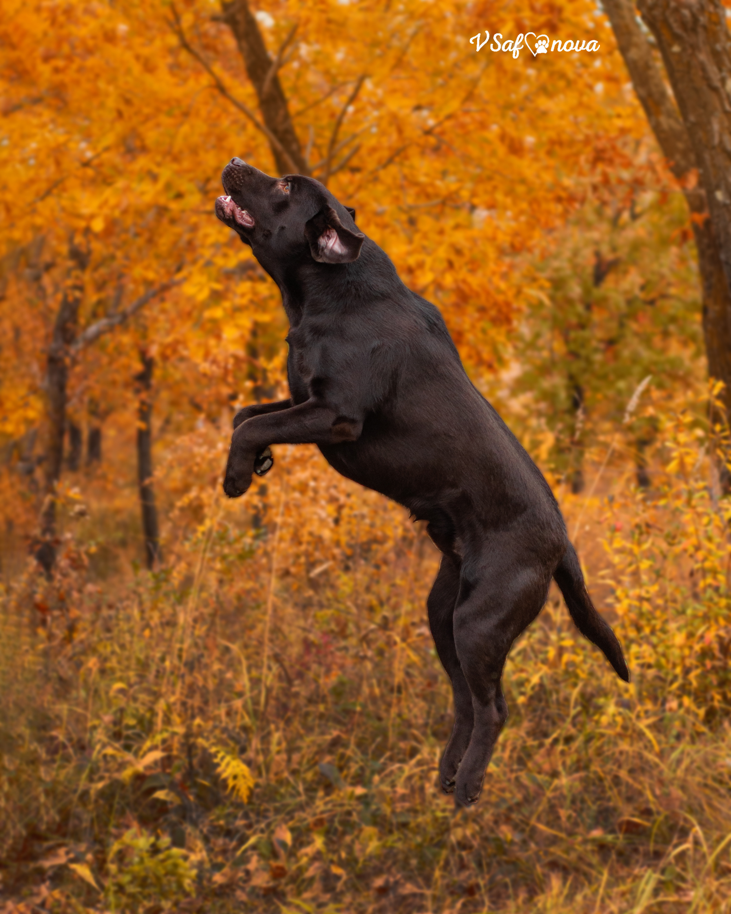 Саша и лабрадоры 03.10.2021. Фотограф анималист Благовещенск. Сафонова Виктория