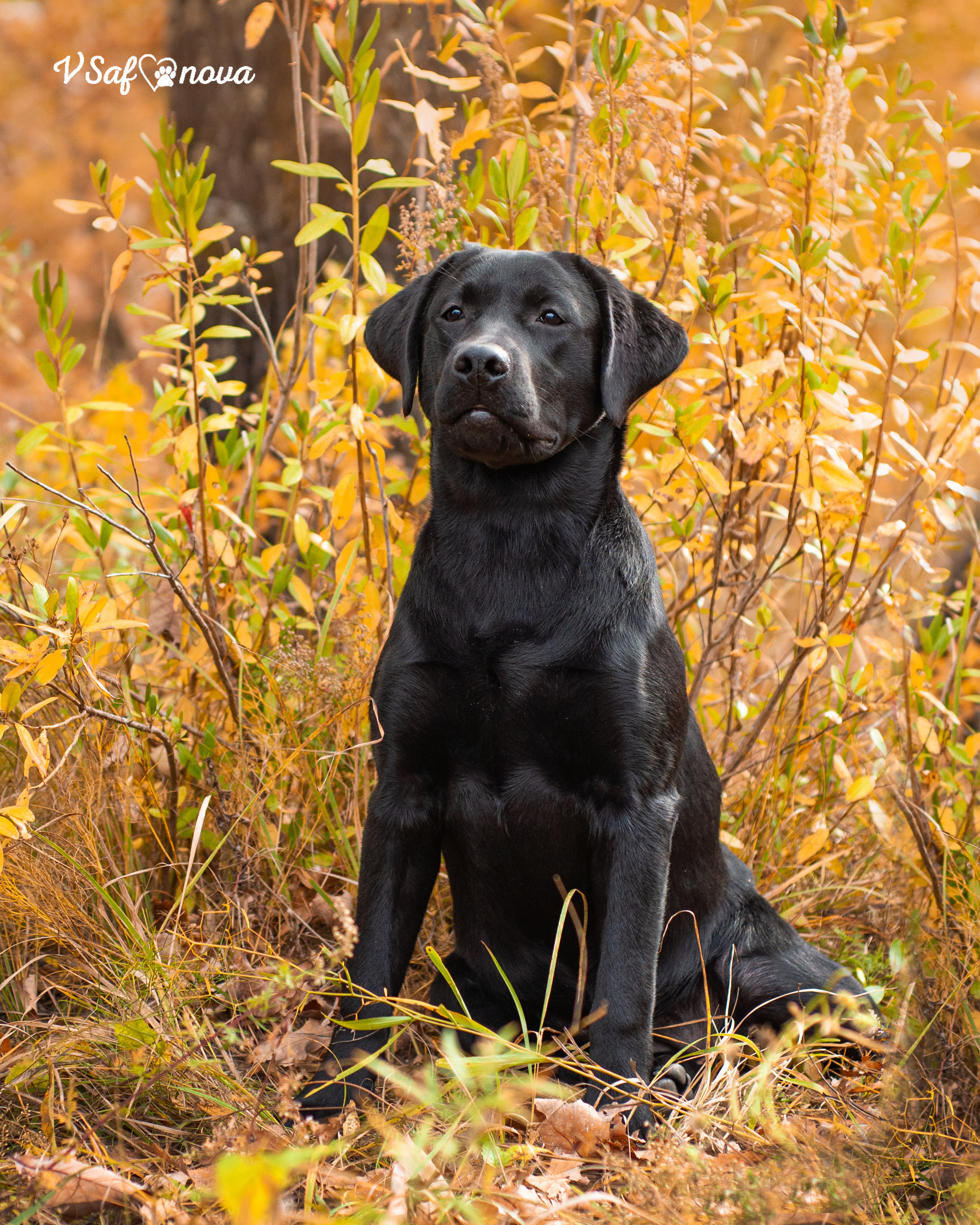 Саша и лабрадоры 03.10.2021. Фотограф анималист Благовещенск. Сафонова Виктория