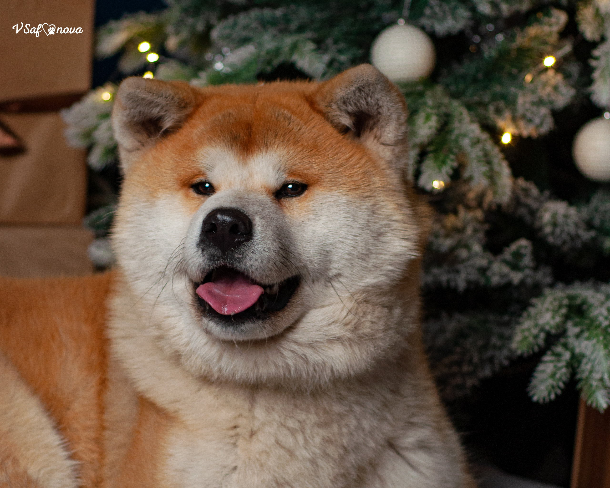 Ёма и Кирюша. Фотограф анималист Благовещенск. Сафонова Виктория