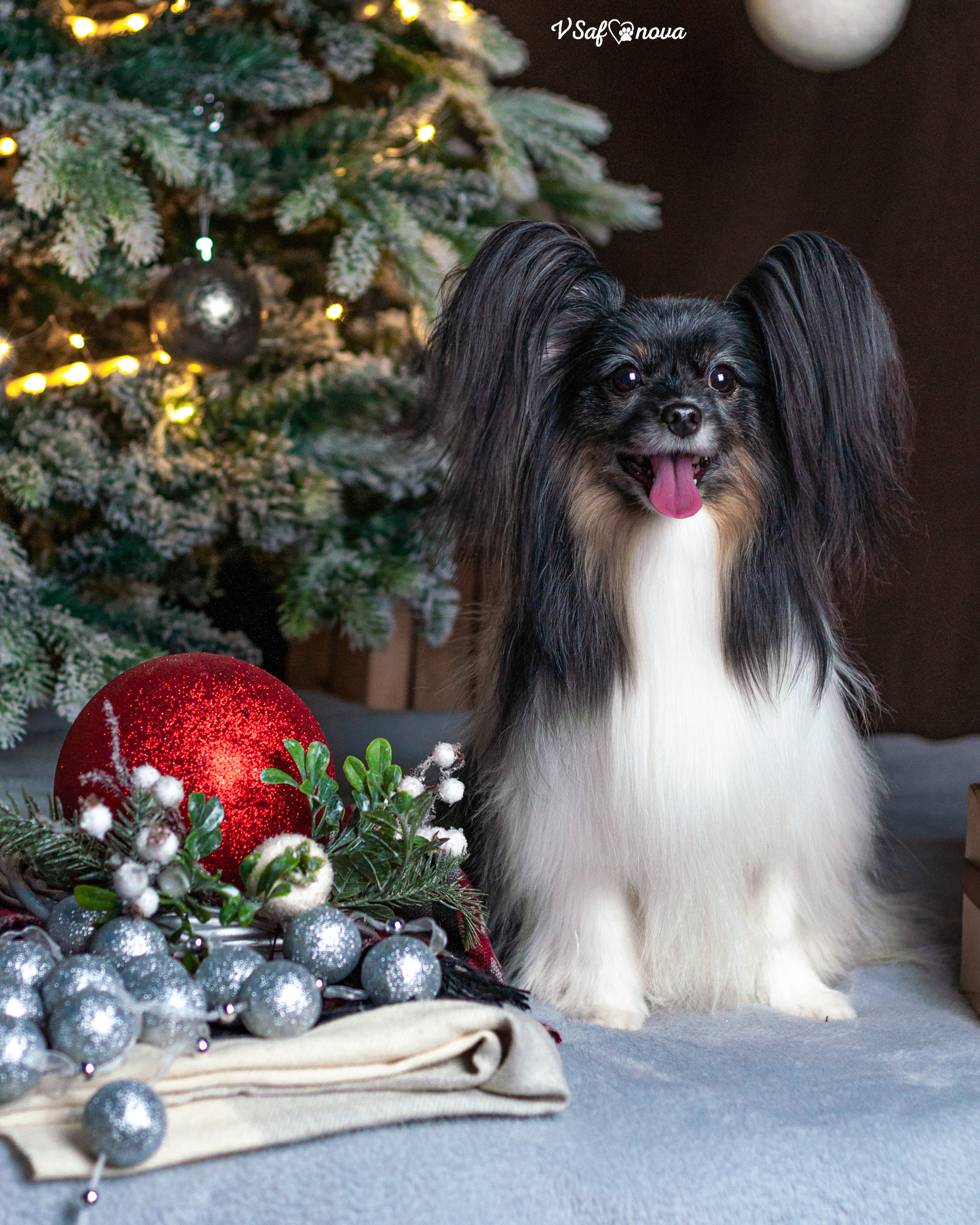 Шустрый и Федя. Фотограф анималист Благовещенск. Сафонова Виктория