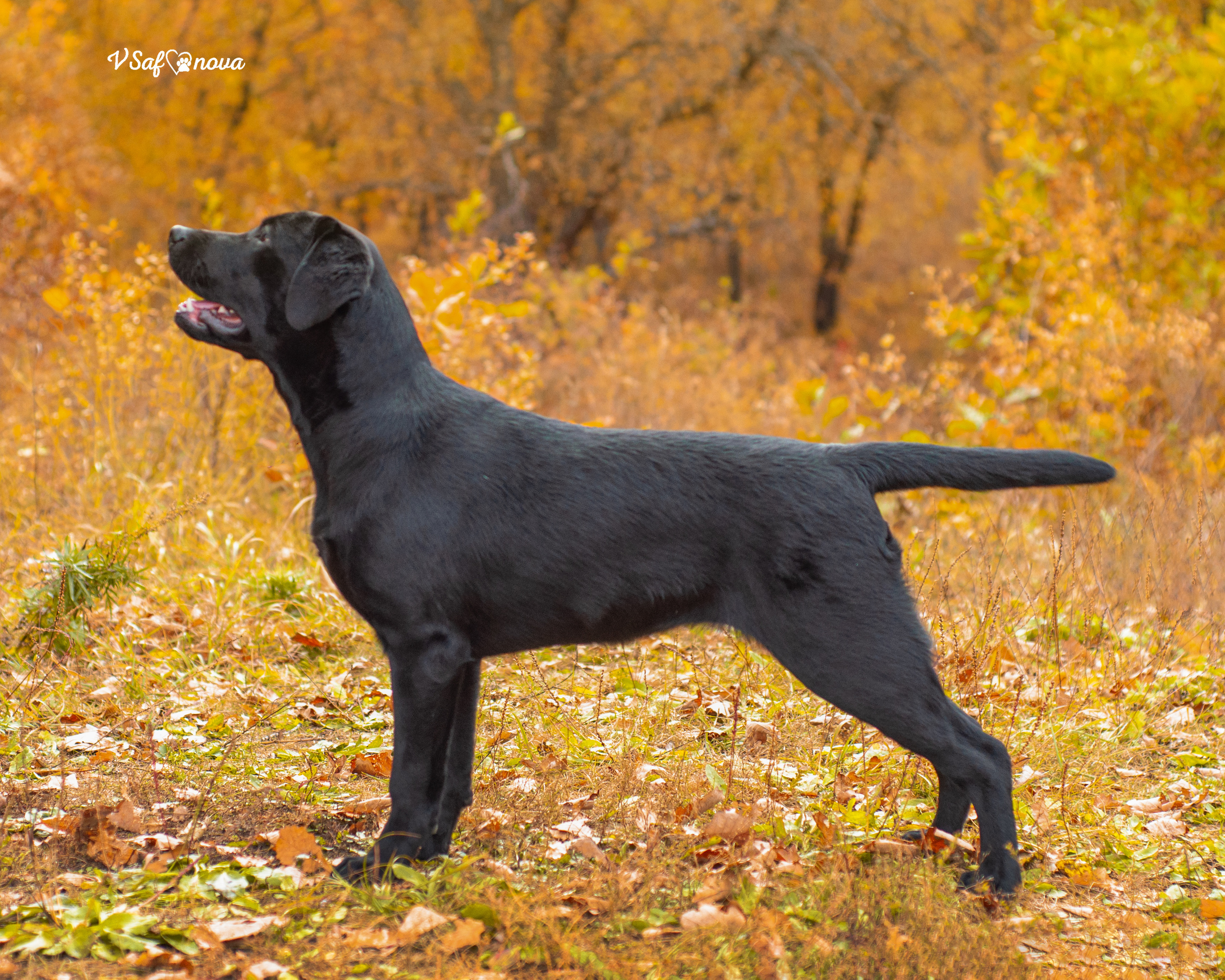 Саша и лабрадоры 03.10.2021. Фотограф анималист Благовещенск. Сафонова Виктория