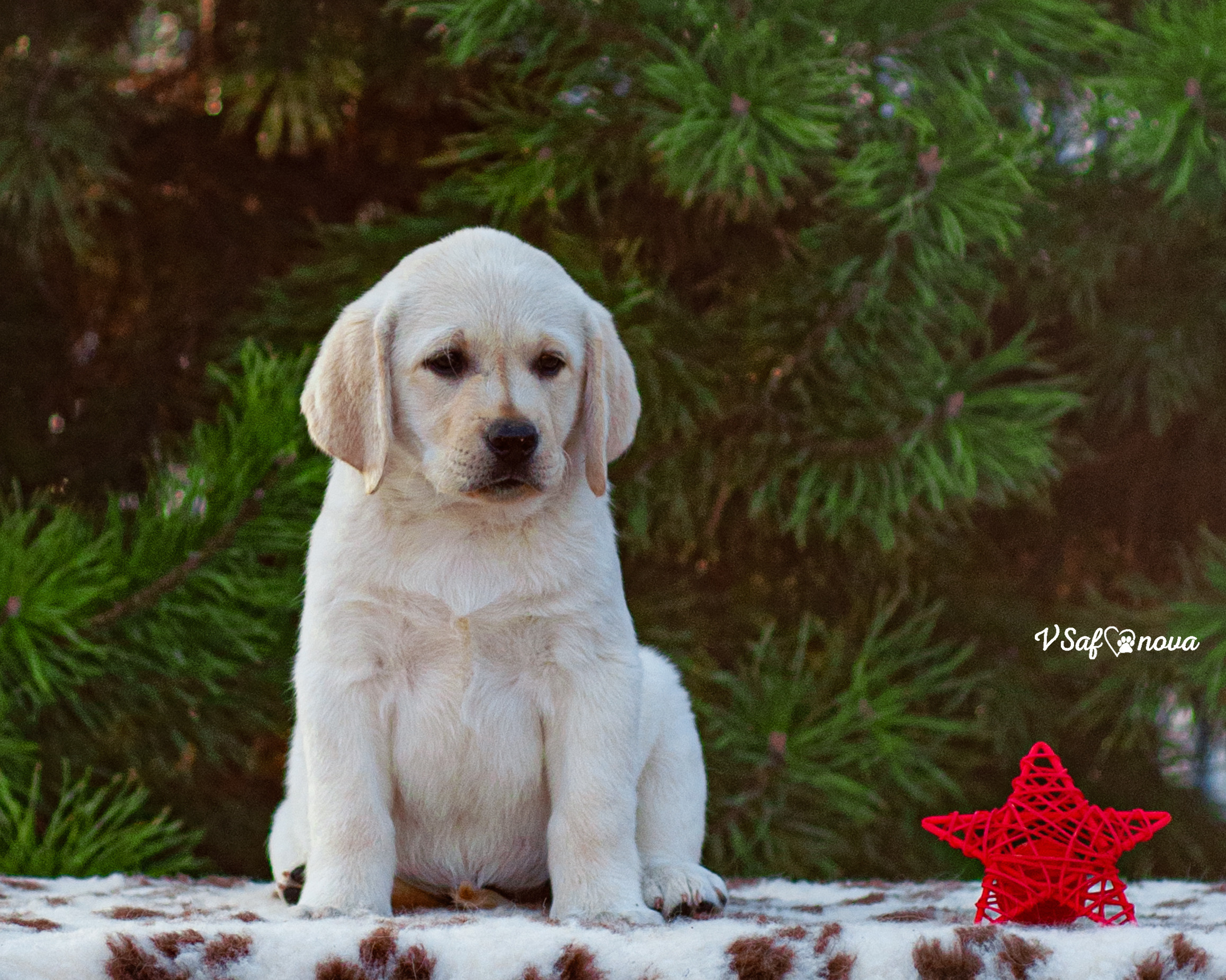 Лабродорчики 26.09.2021. Фотограф анималист Благовещенск. Сафонова Виктория