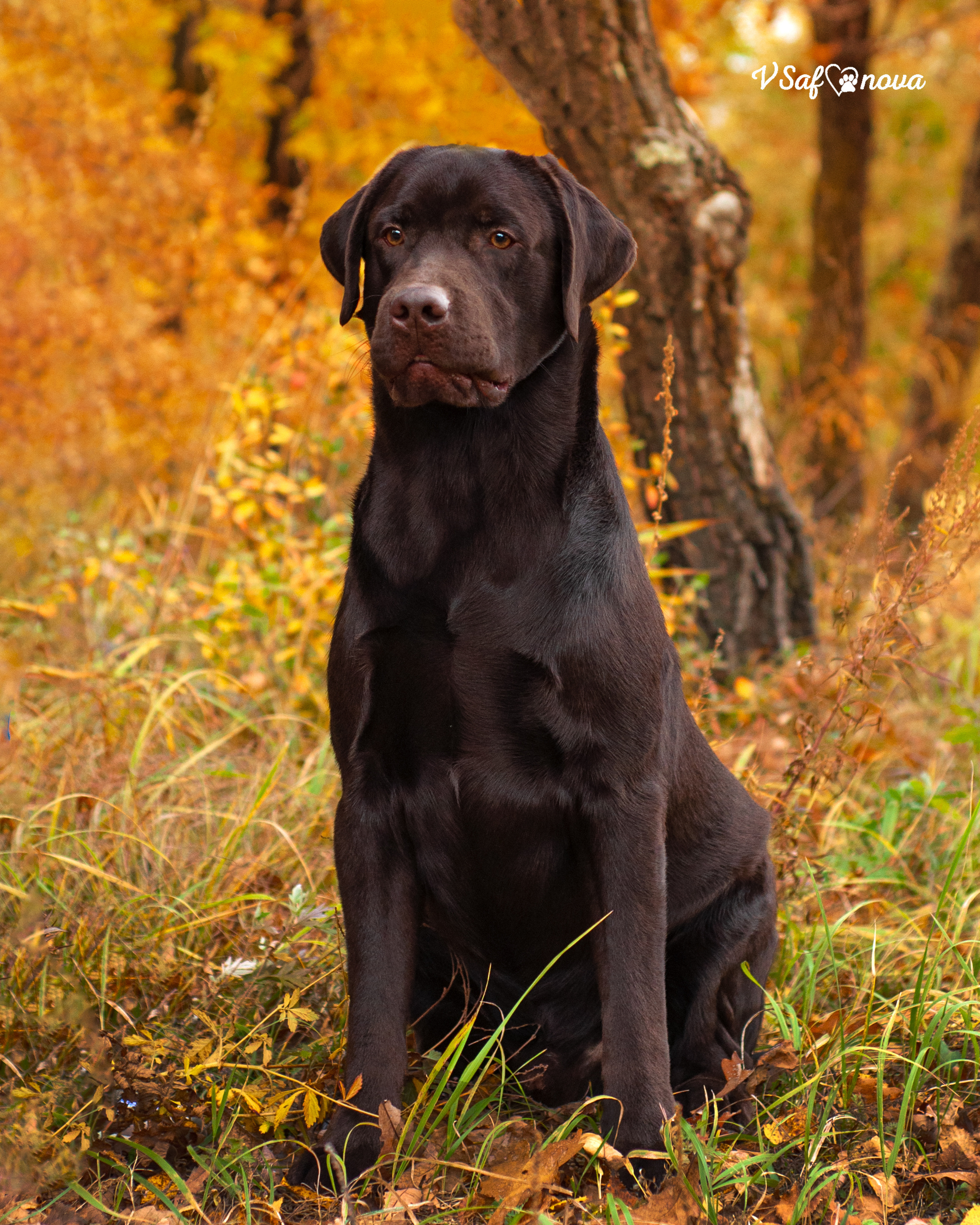 Саша и лабрадоры 03.10.2021. Фотограф анималист Благовещенск. Сафонова Виктория