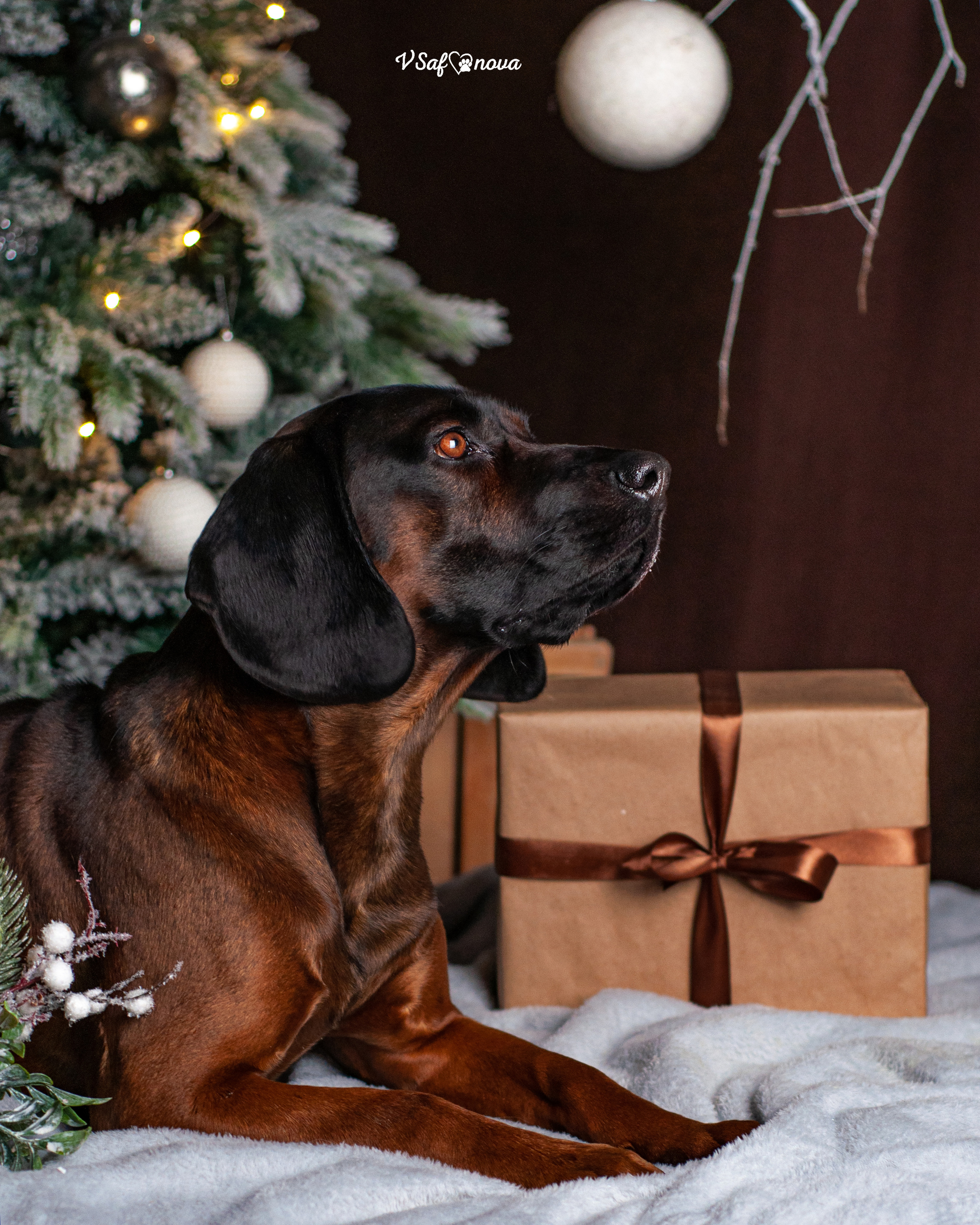 Флай. Фотограф анималист Благовещенск. Сафонова Виктория