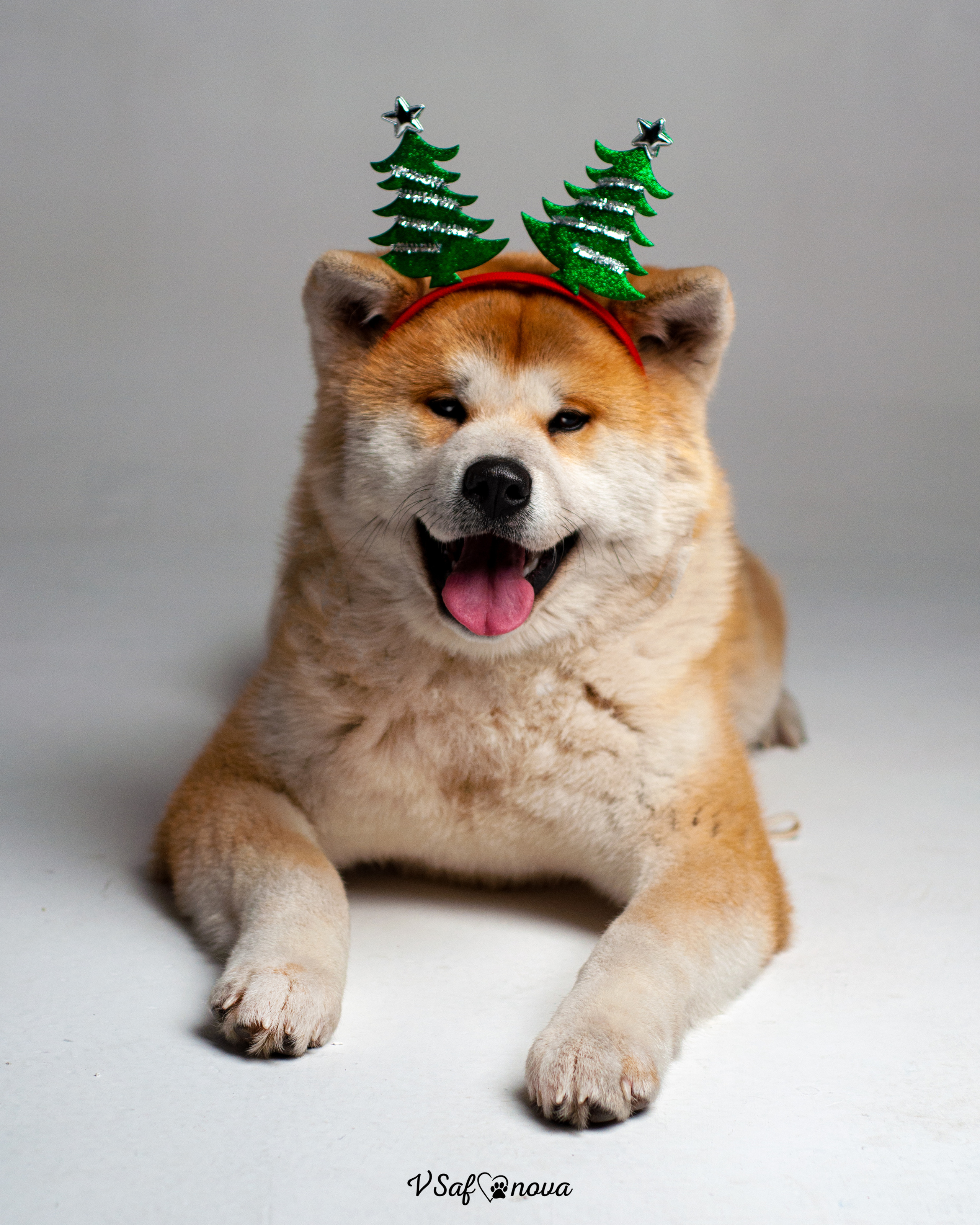 Ёма и Кирюша. Фотограф анималист Благовещенск. Сафонова Виктория