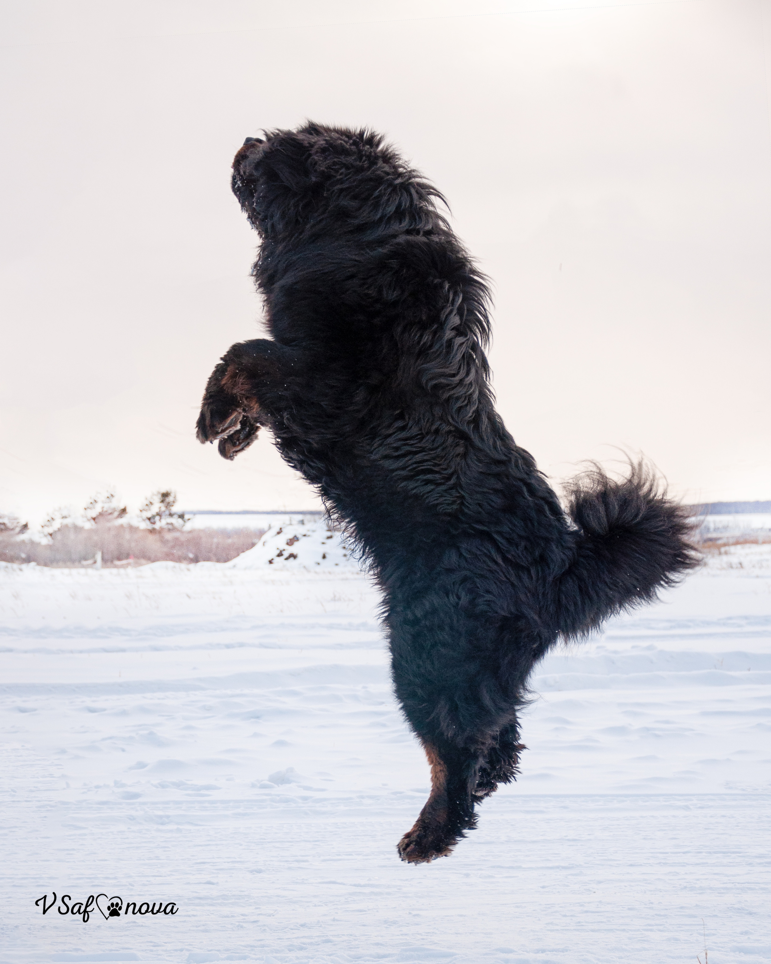 Ира и Ричи 29.01.2022. Фотограф анималист Благовещенск. Сафонова Виктория