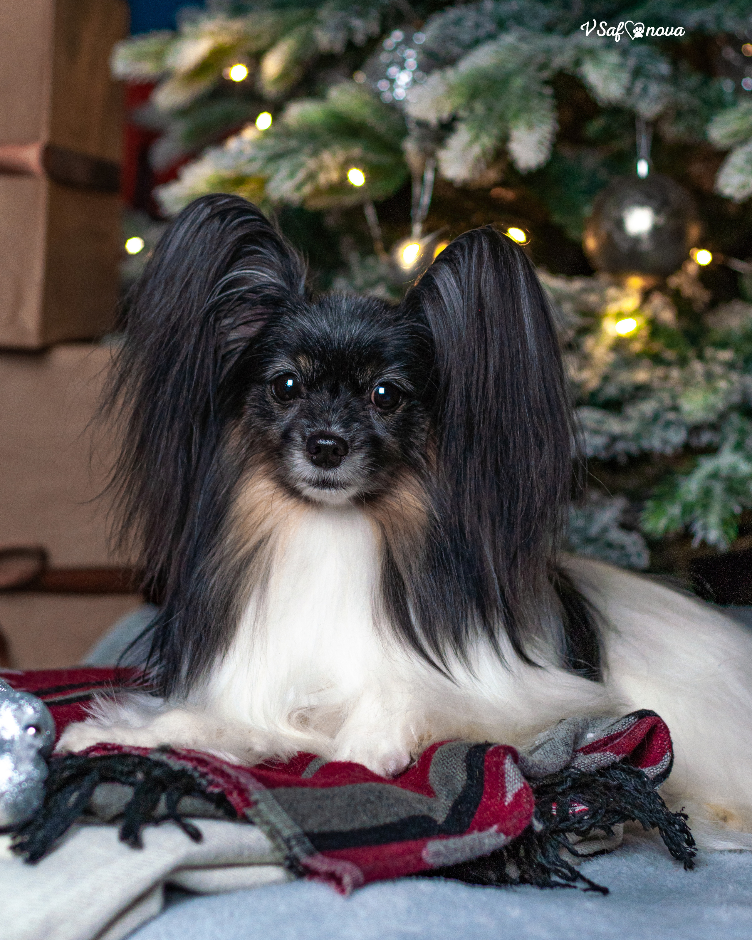 Шустрый и Федя. Фотограф анималист Благовещенск. Сафонова Виктория