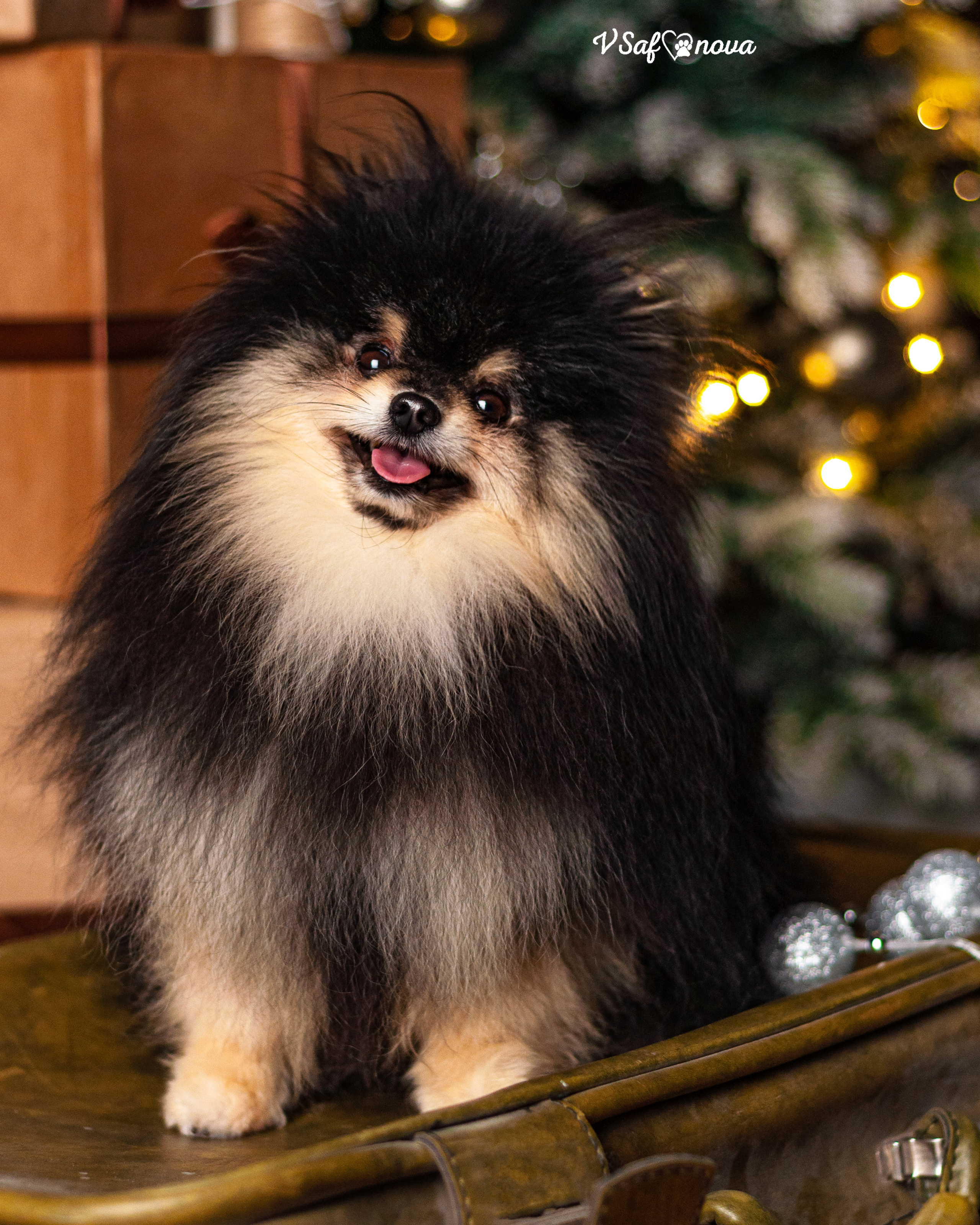 Ральф и Стейси. Фотограф анималист Благовещенск. Сафонова Виктория