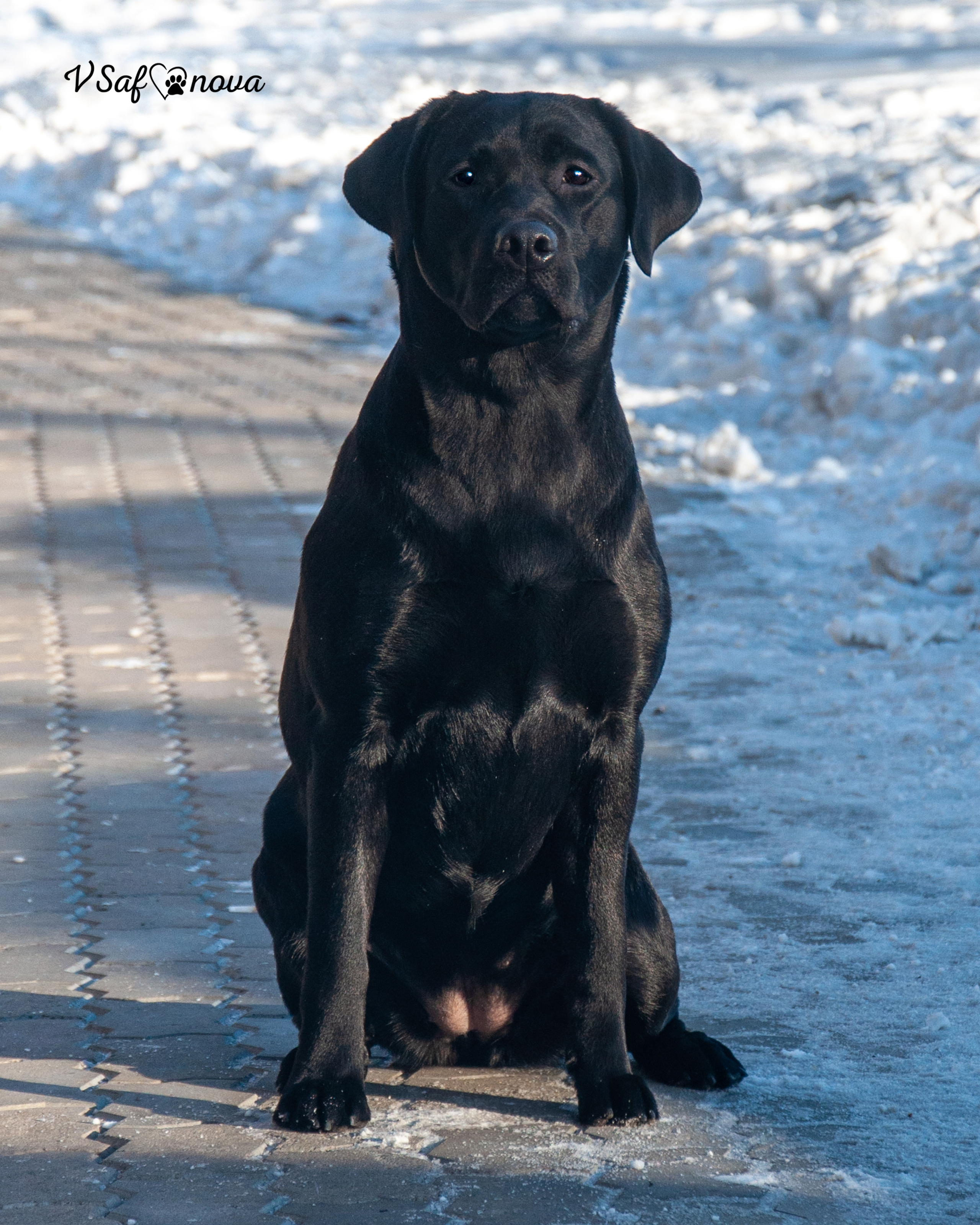5–6 февраля 2022 Благовещенск. Фотограф анималист Благовещенск. Сафонова Виктория