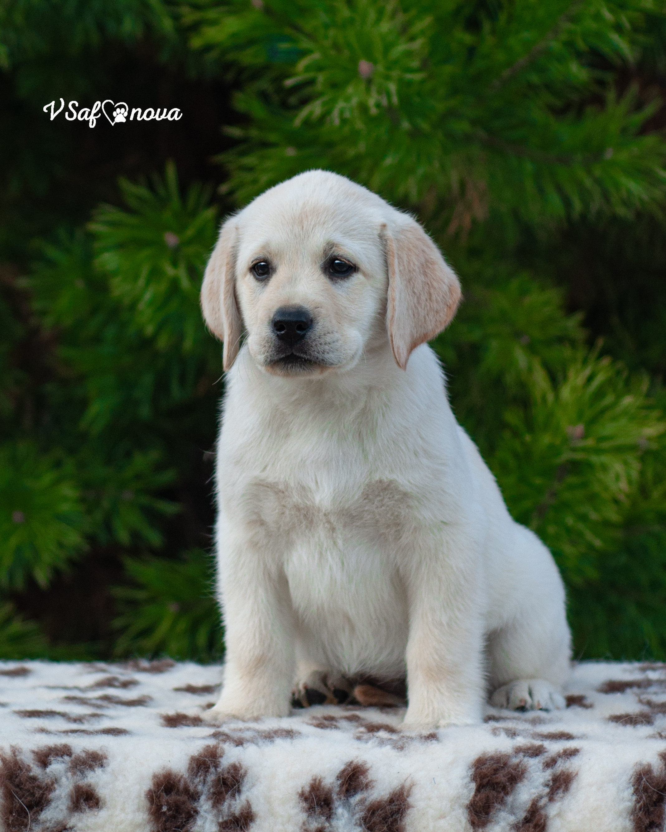 Лабродорчики 26.09.2021. Фотограф анималист Благовещенск. Сафонова Виктория