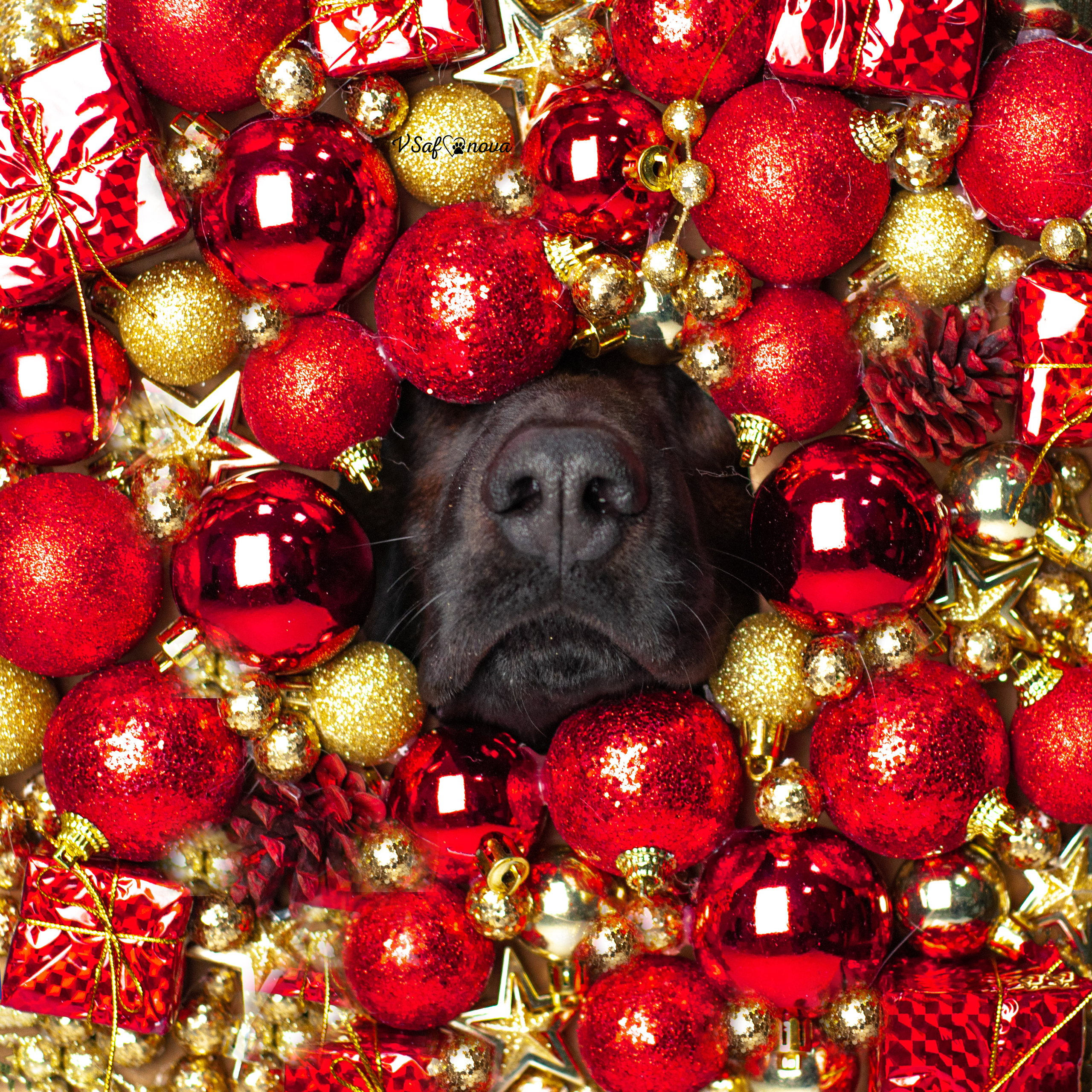 Флай. Фотограф анималист Благовещенск. Сафонова Виктория