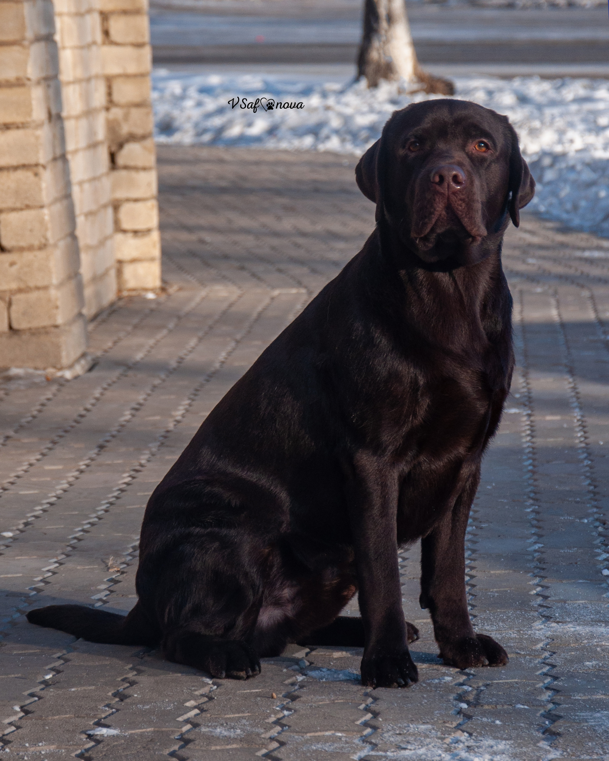 5–6 февраля 2022 Благовещенск. Фотограф анималист Благовещенск. Сафонова Виктория