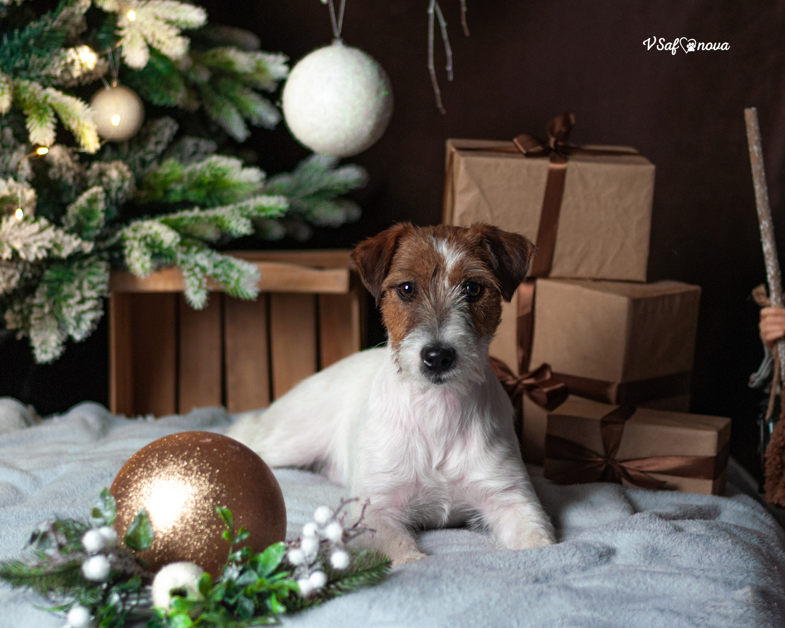 Перчик. Фотограф анималист Благовещенск. Сафонова Виктория