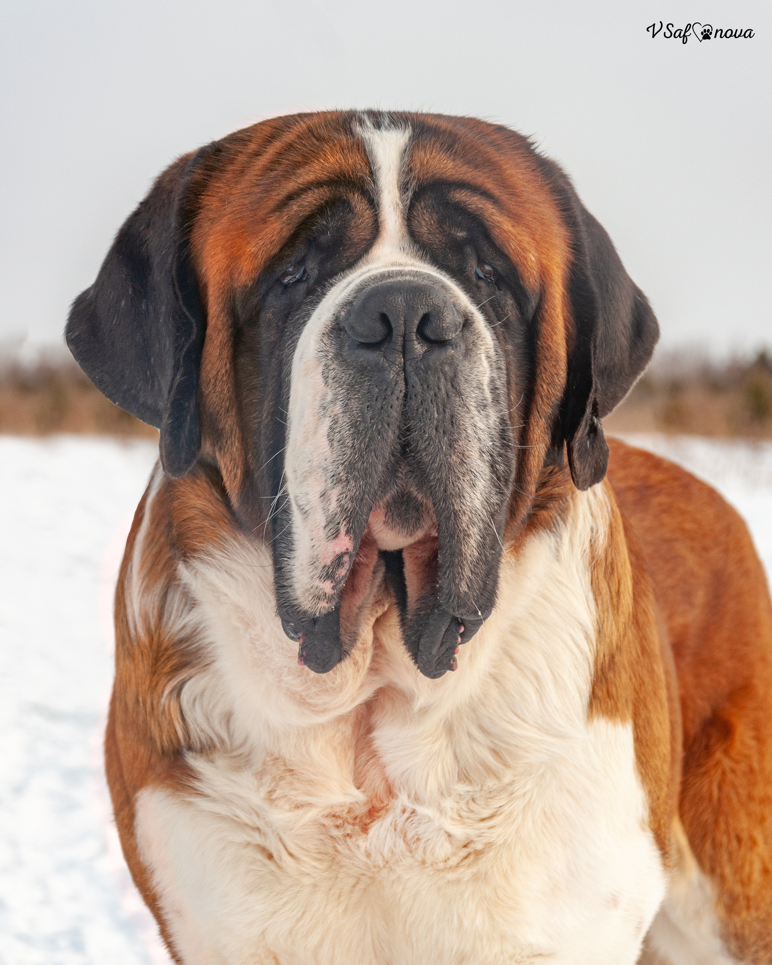 Филя 13.02.2022. Фотограф анималист Благовещенск. Сафонова Виктория