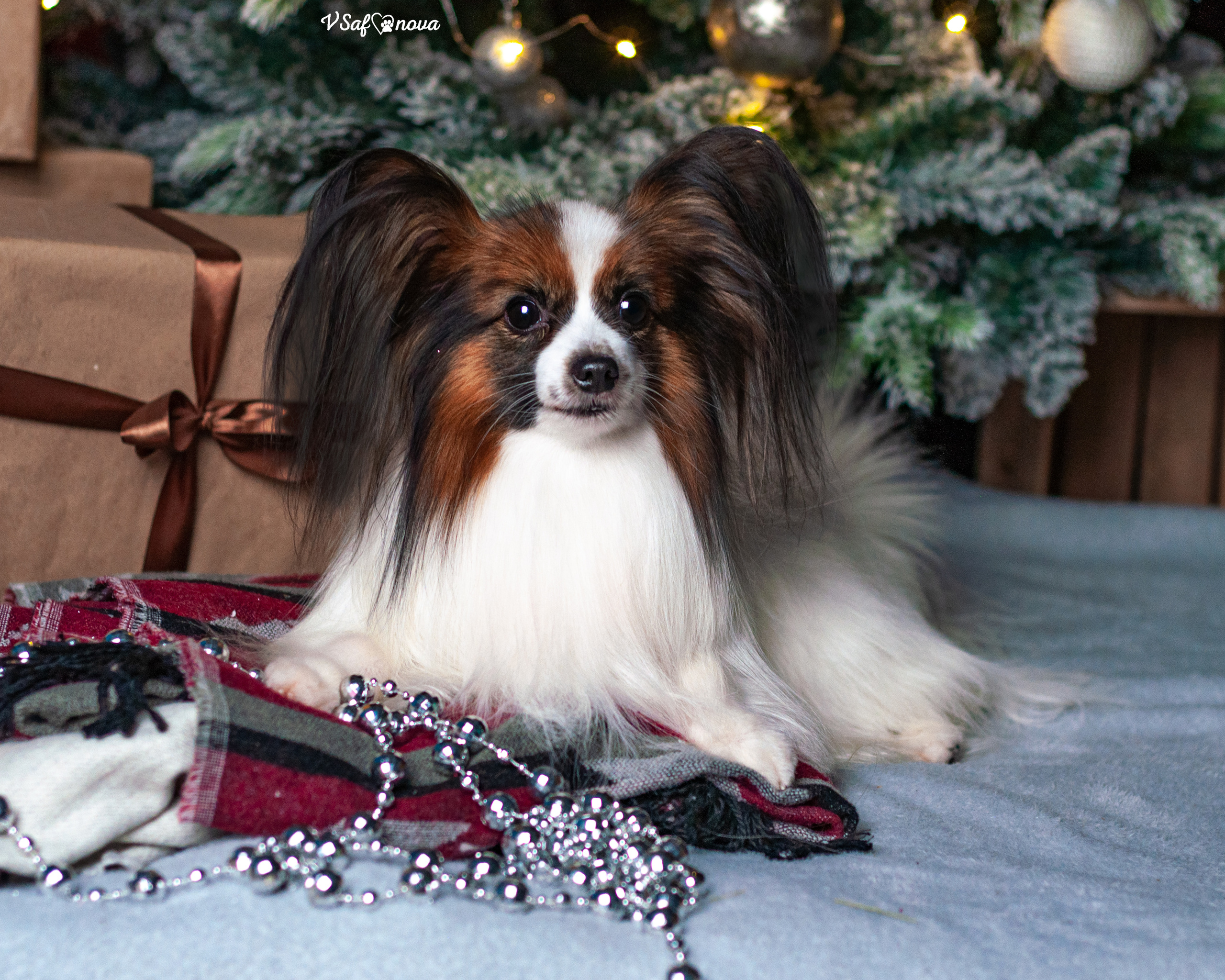 Шустрый и Федя. Фотограф анималист Благовещенск. Сафонова Виктория