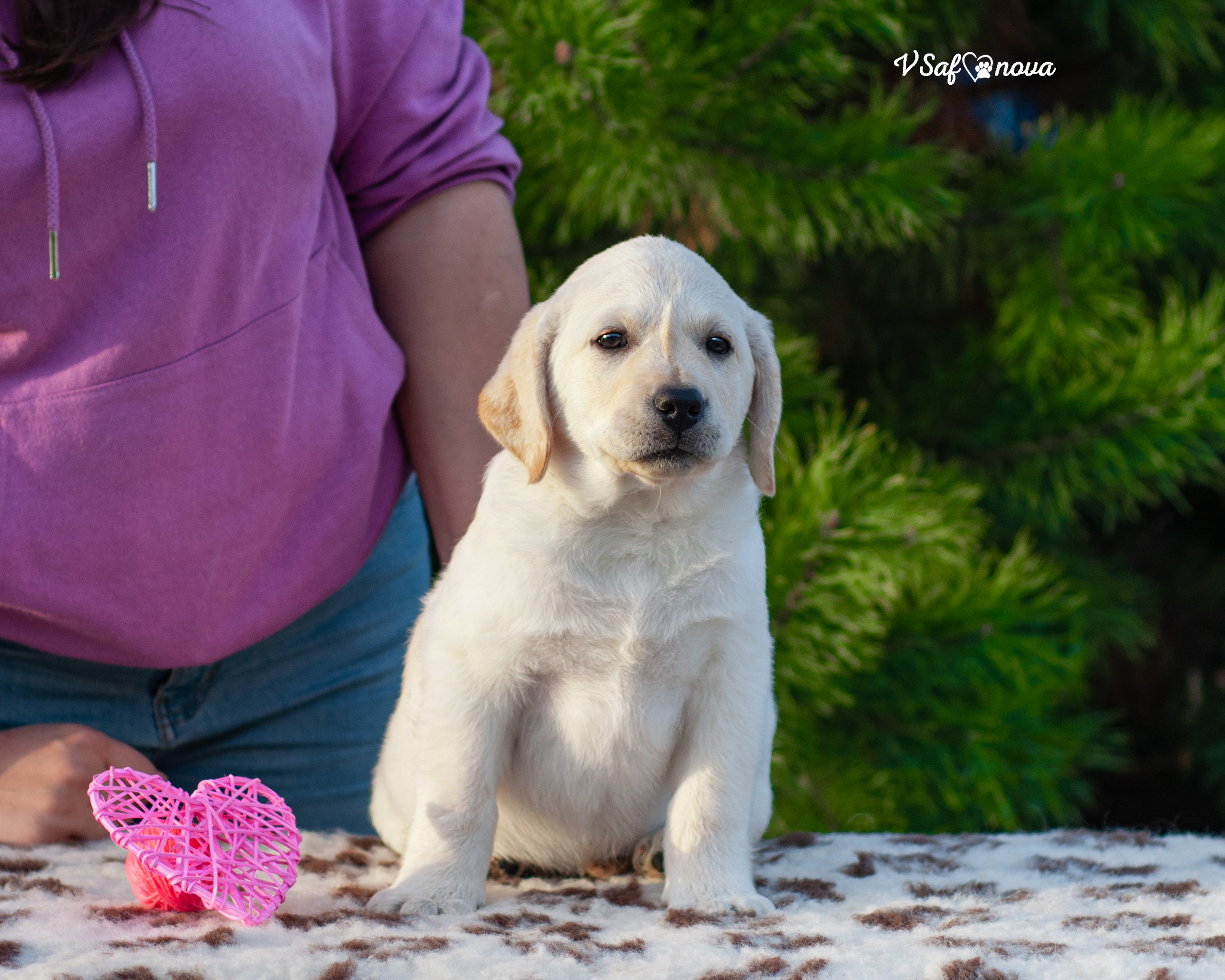 Лабродорчики 26.09.2021. Фотограф анималист Благовещенск. Сафонова Виктория