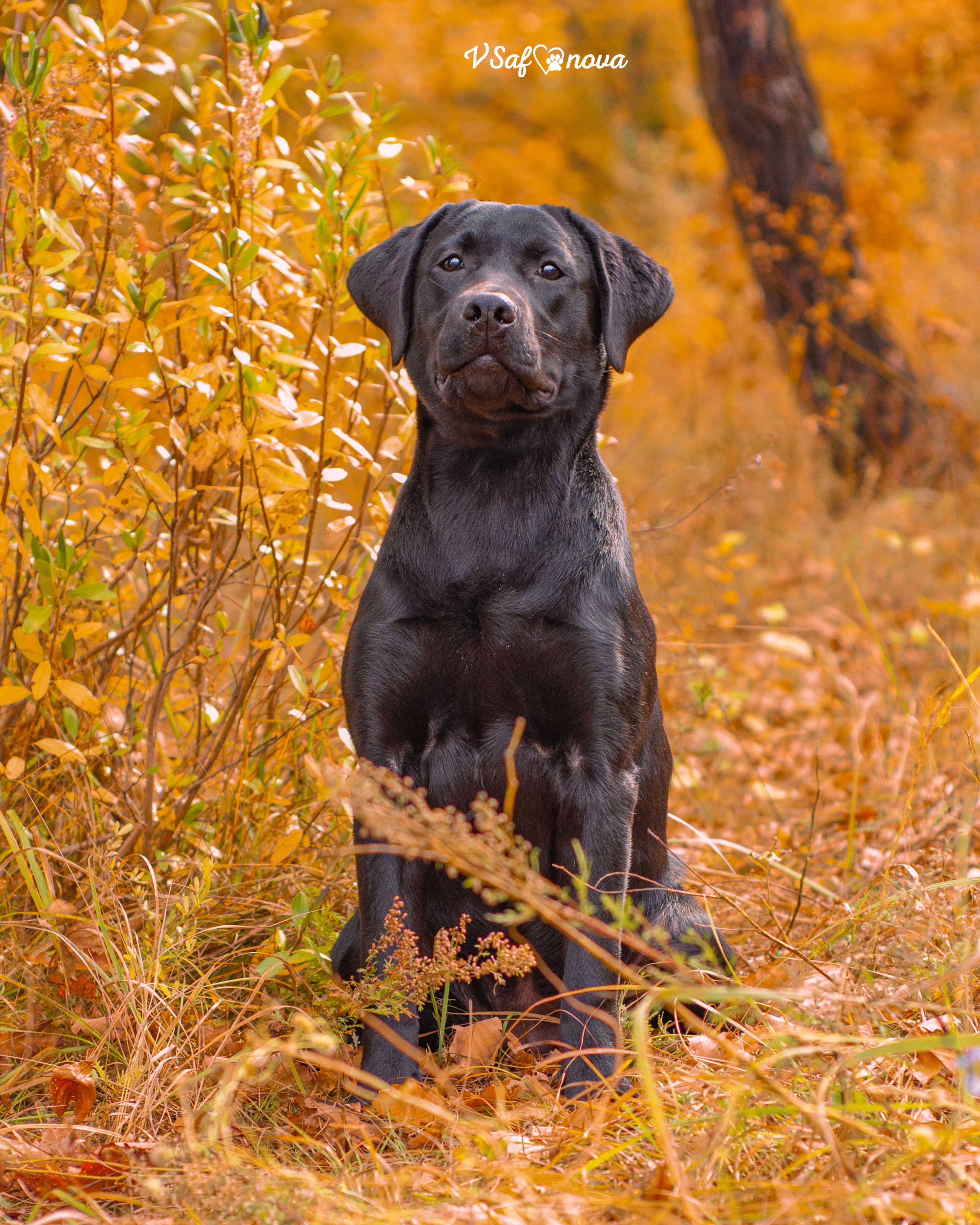Саша и лабрадоры 03.10.2021. Фотограф анималист Благовещенск. Сафонова Виктория