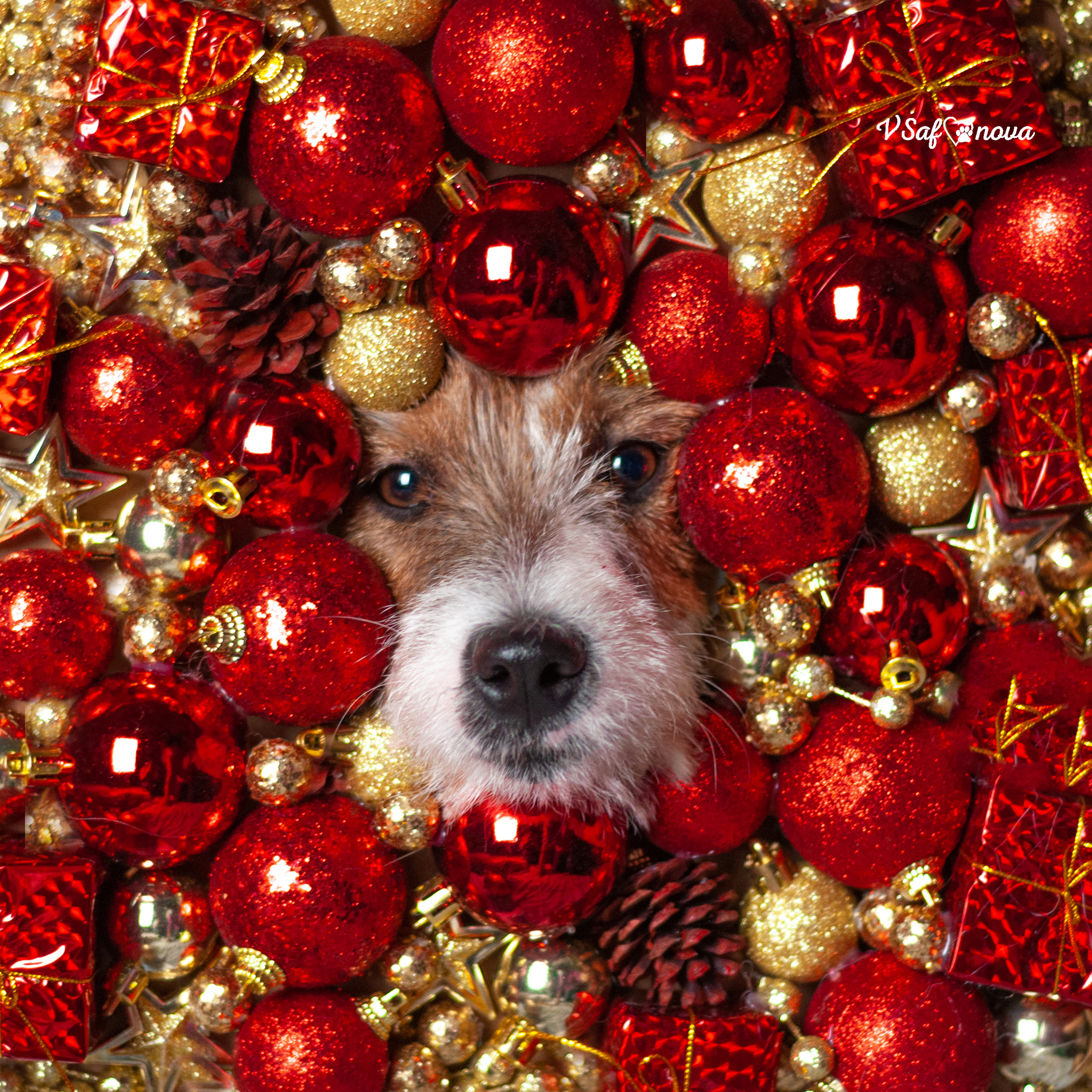 Перчик. Фотограф анималист Благовещенск. Сафонова Виктория