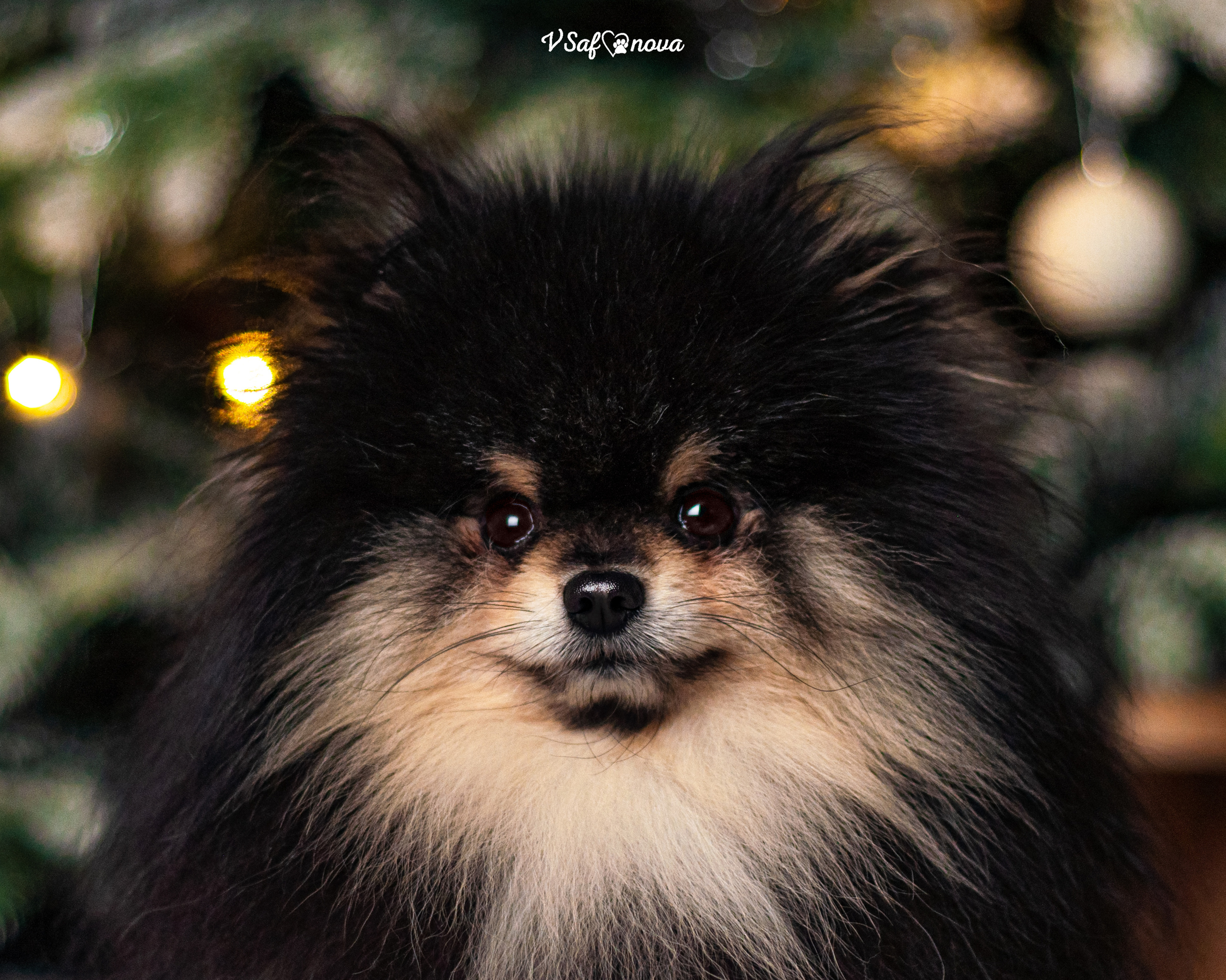 Ральф и Стейси. Фотограф анималист Благовещенск. Сафонова Виктория