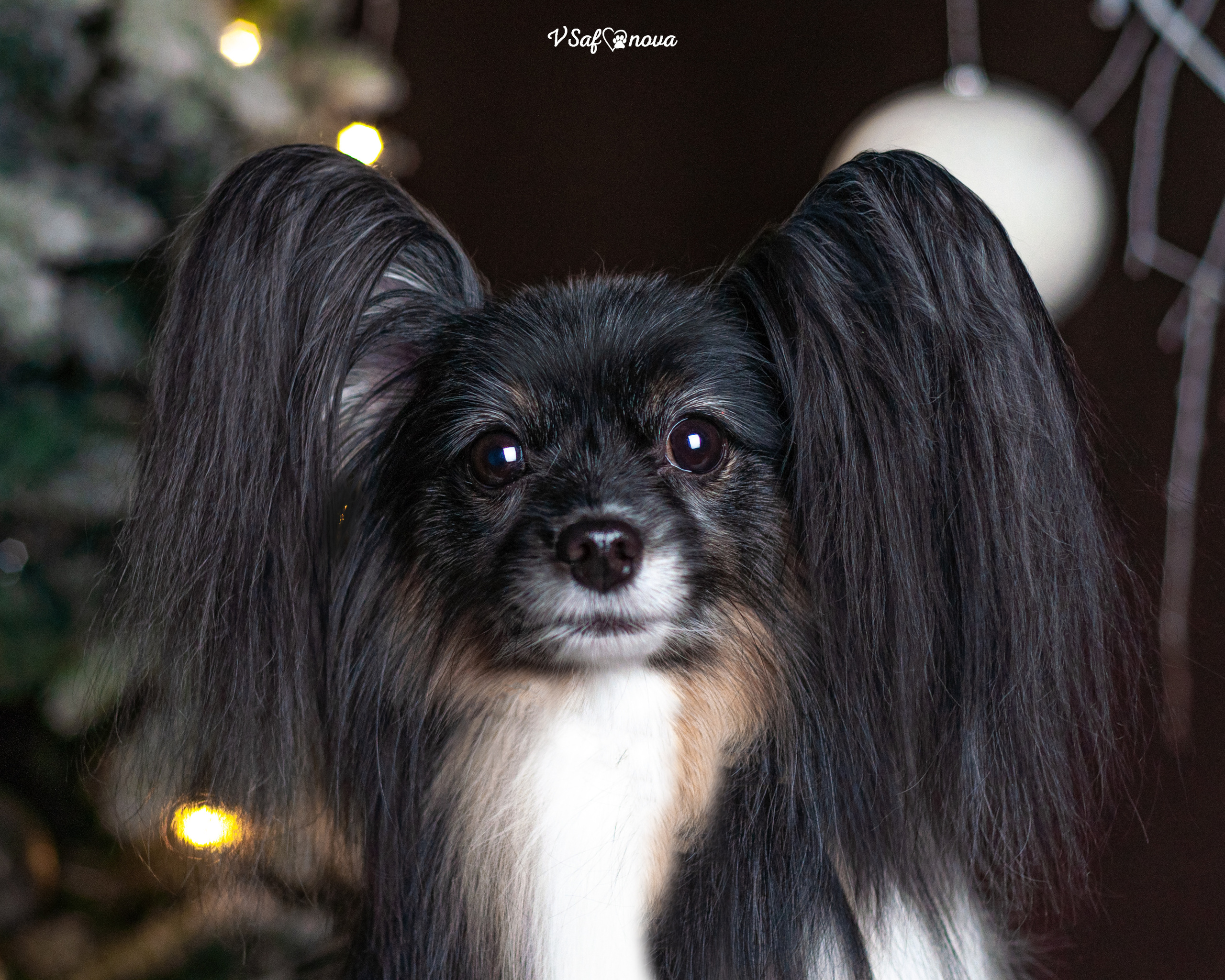 Шустрый и Федя. Фотограф анималист Благовещенск. Сафонова Виктория