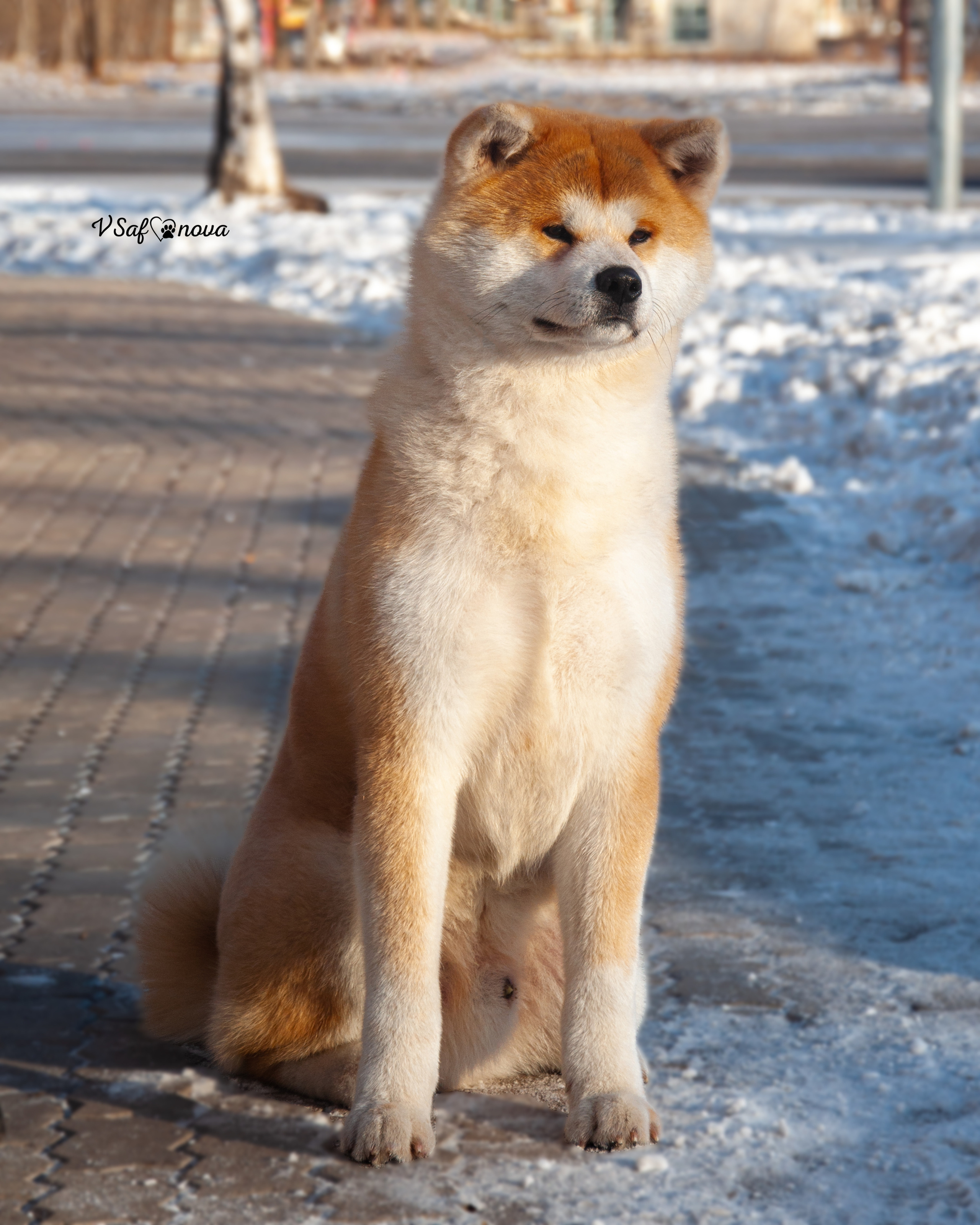 5–6 февраля 2022 Благовещенск. Фотограф анималист Благовещенск. Сафонова Виктория