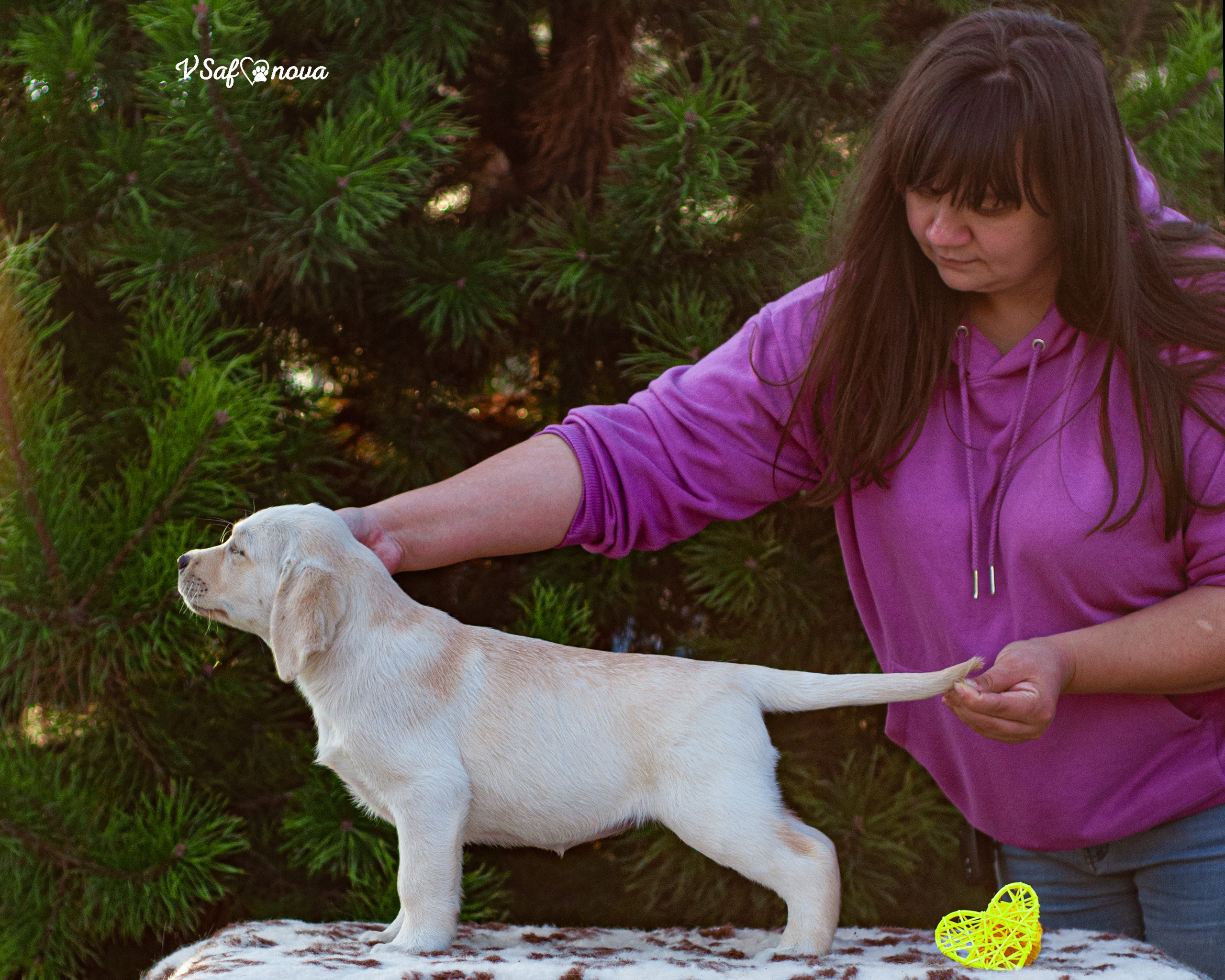 Лабродорчики 26.09.2021. Фотограф анималист Благовещенск. Сафонова Виктория