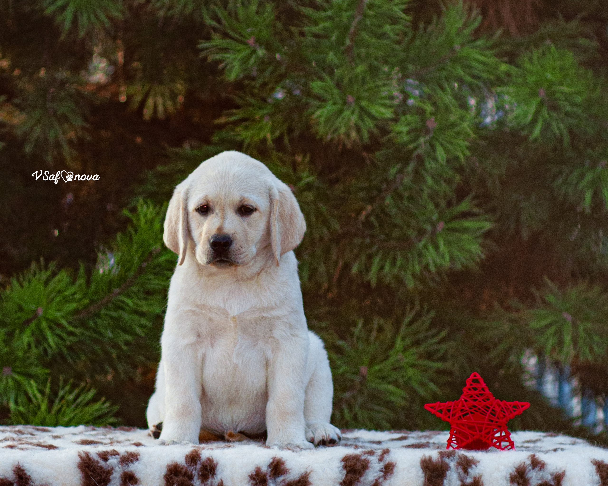 Лабродорчики 26.09.2021. Фотограф анималист Благовещенск. Сафонова Виктория