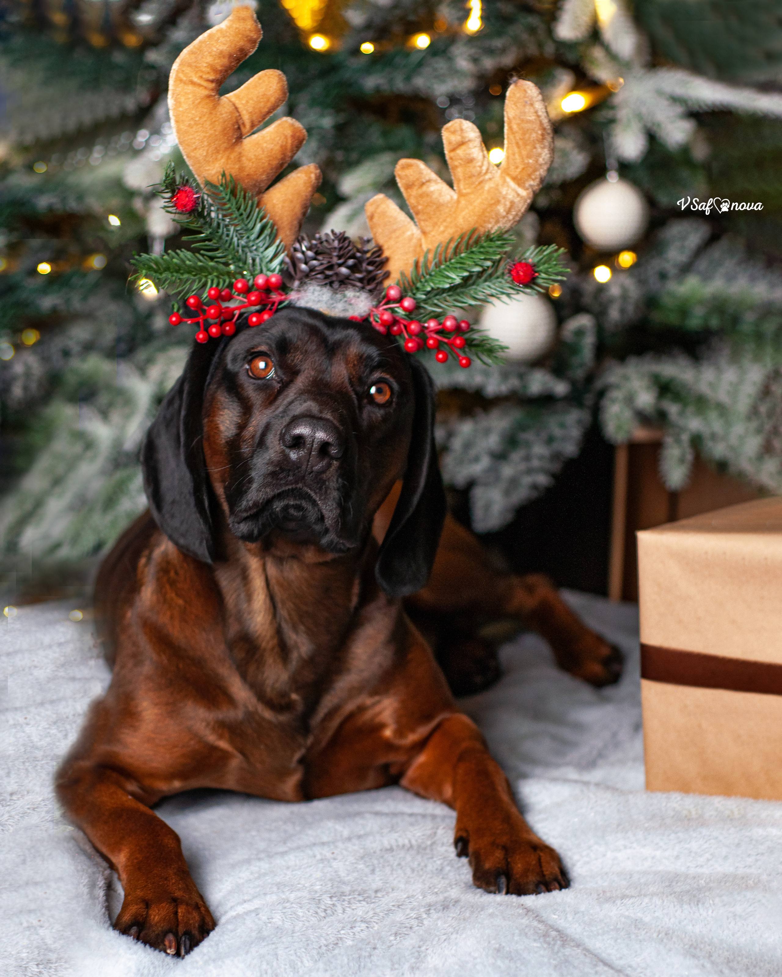 Флай. Фотограф анималист Благовещенск. Сафонова Виктория