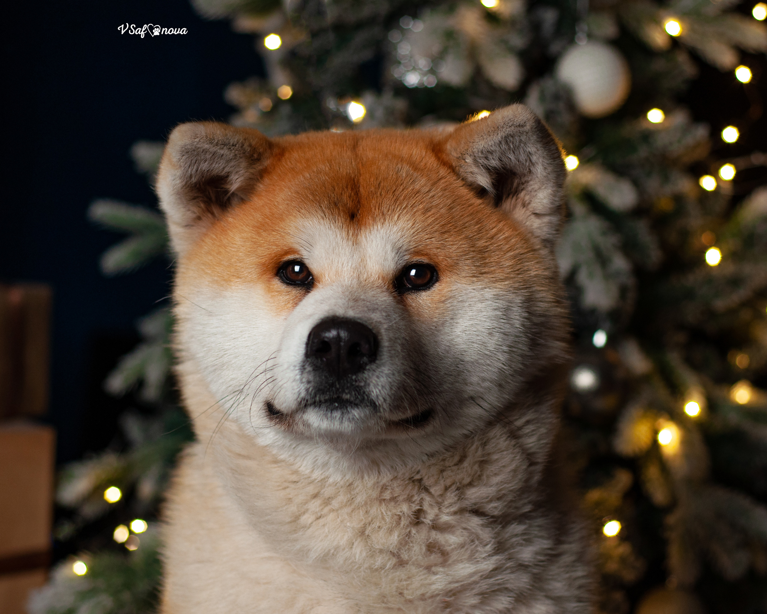 Ёма и Кирюша. Фотограф анималист Благовещенск. Сафонова Виктория