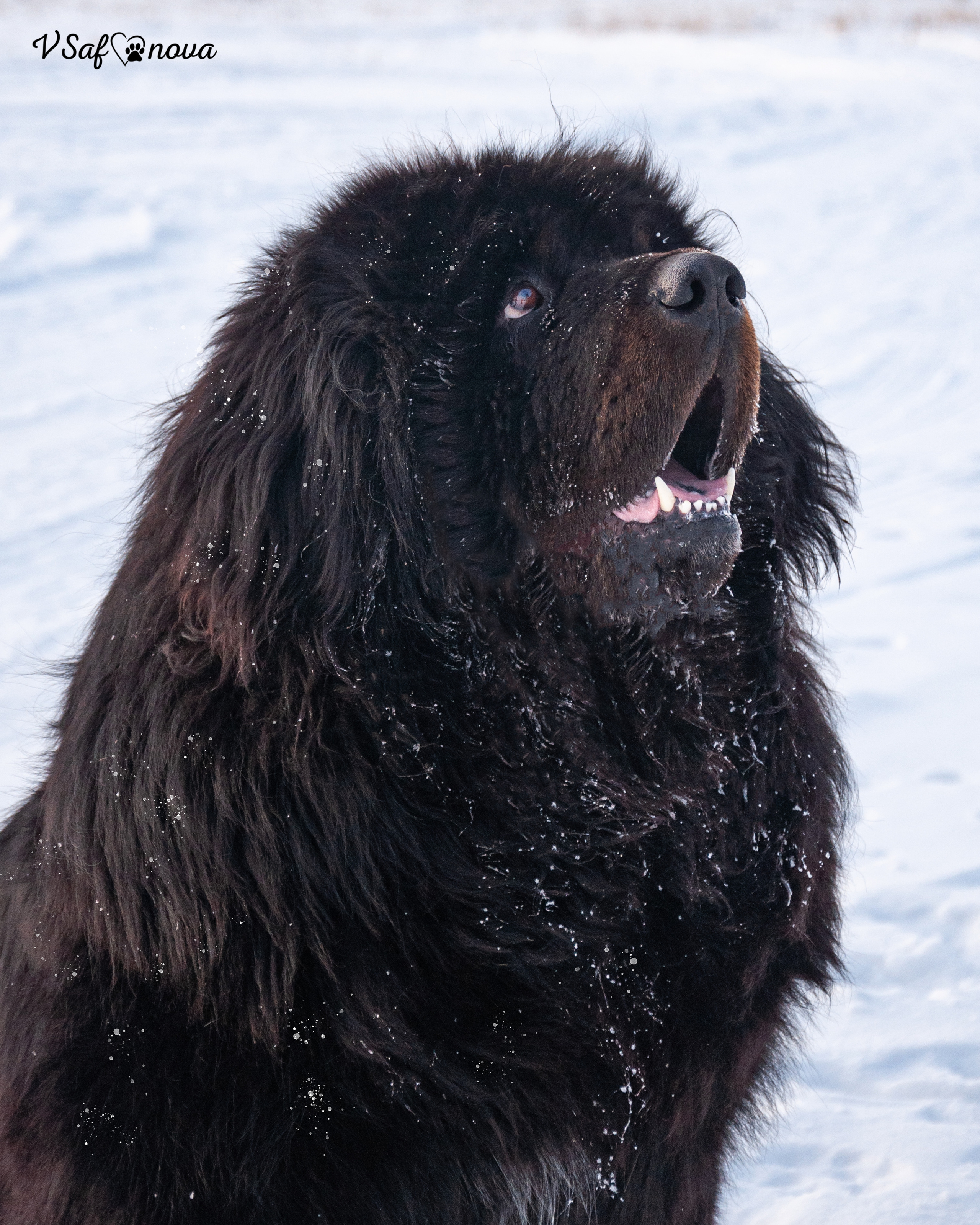 Ира и Ричи 29.01.2022. Фотограф анималист Благовещенск. Сафонова Виктория