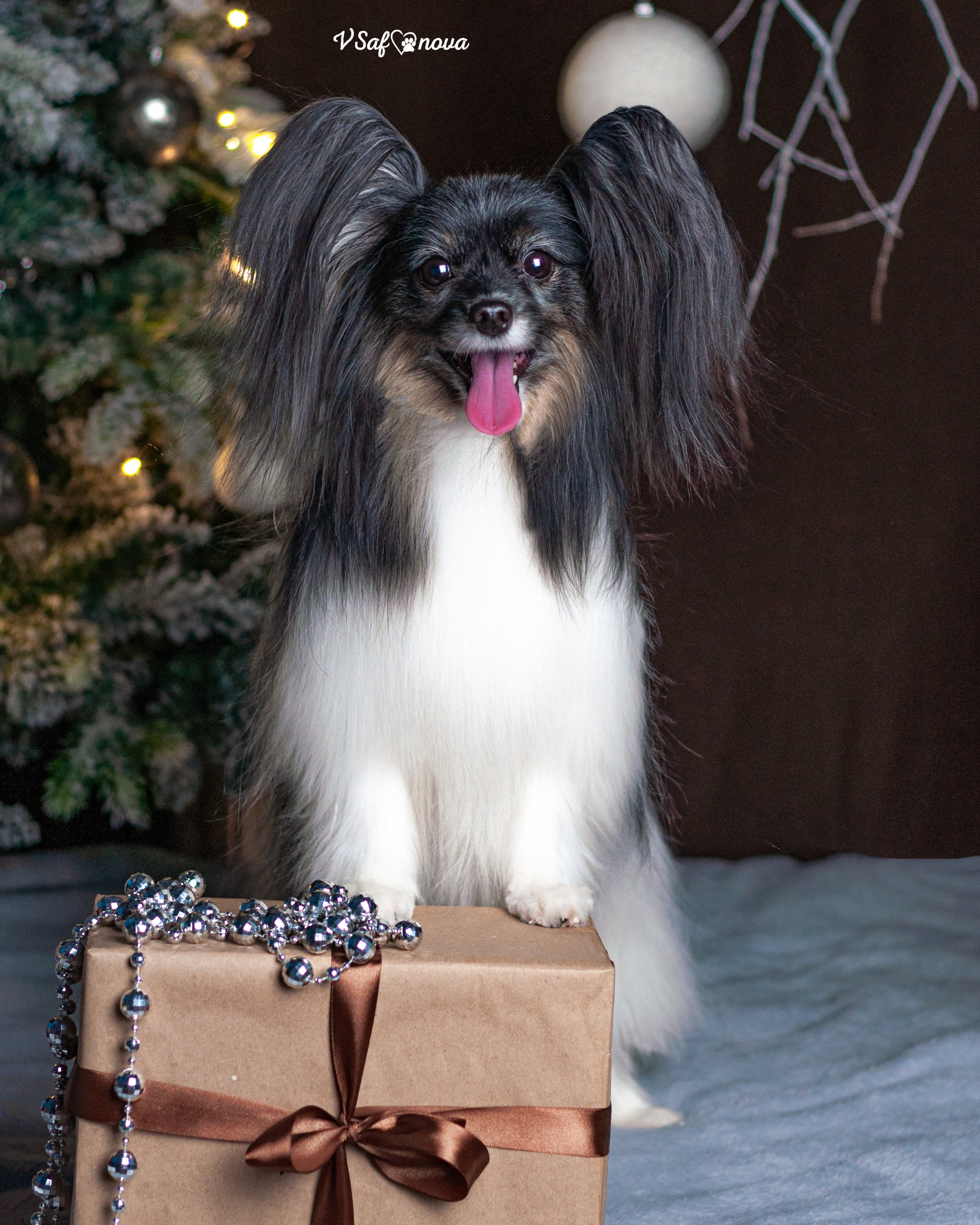 Шустрый и Федя. Фотограф анималист Благовещенск. Сафонова Виктория