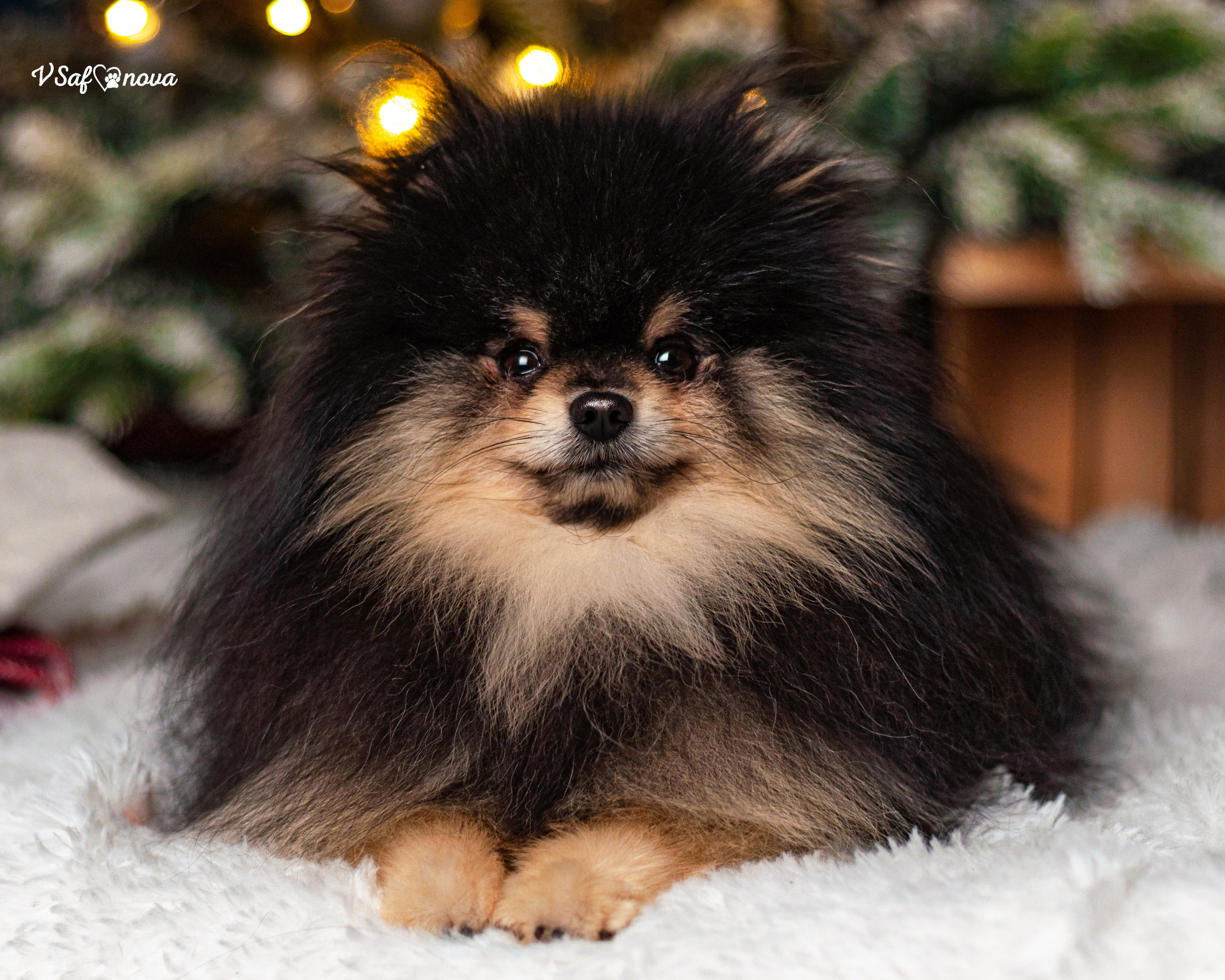 Ральф и Стейси. Фотограф анималист Благовещенск. Сафонова Виктория