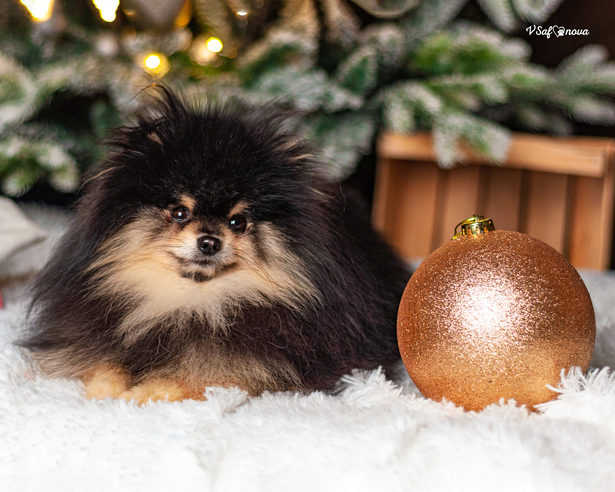 Ральф и Стейси. Фотограф анималист Благовещенск. Сафонова Виктория
