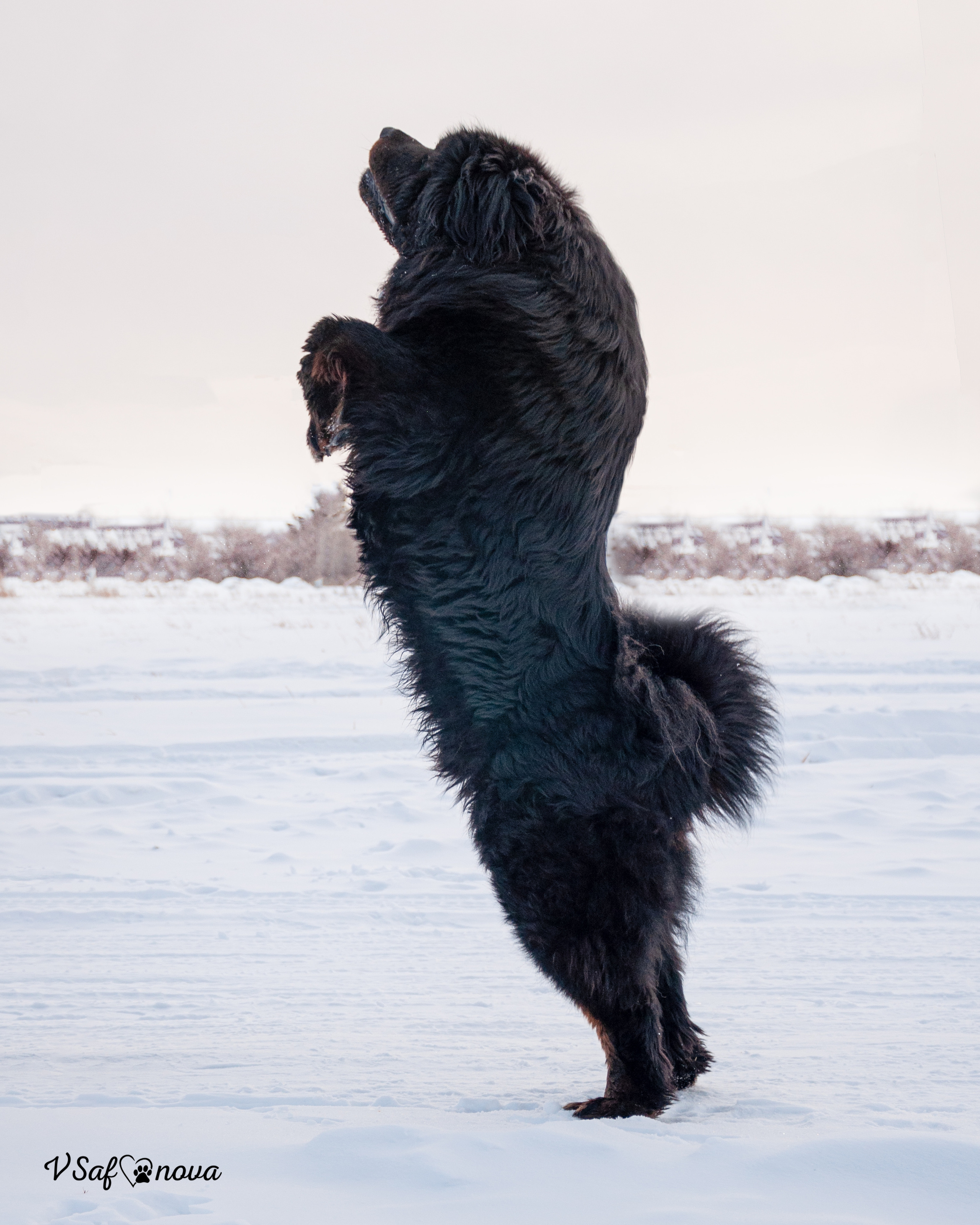 Ира и Ричи 29.01.2022. Фотограф анималист Благовещенск. Сафонова Виктория