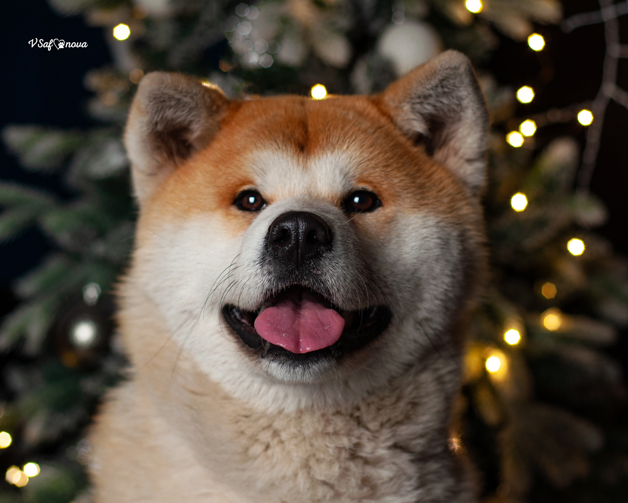 Ёма и Кирюша. Фотограф анималист Благовещенск. Сафонова Виктория