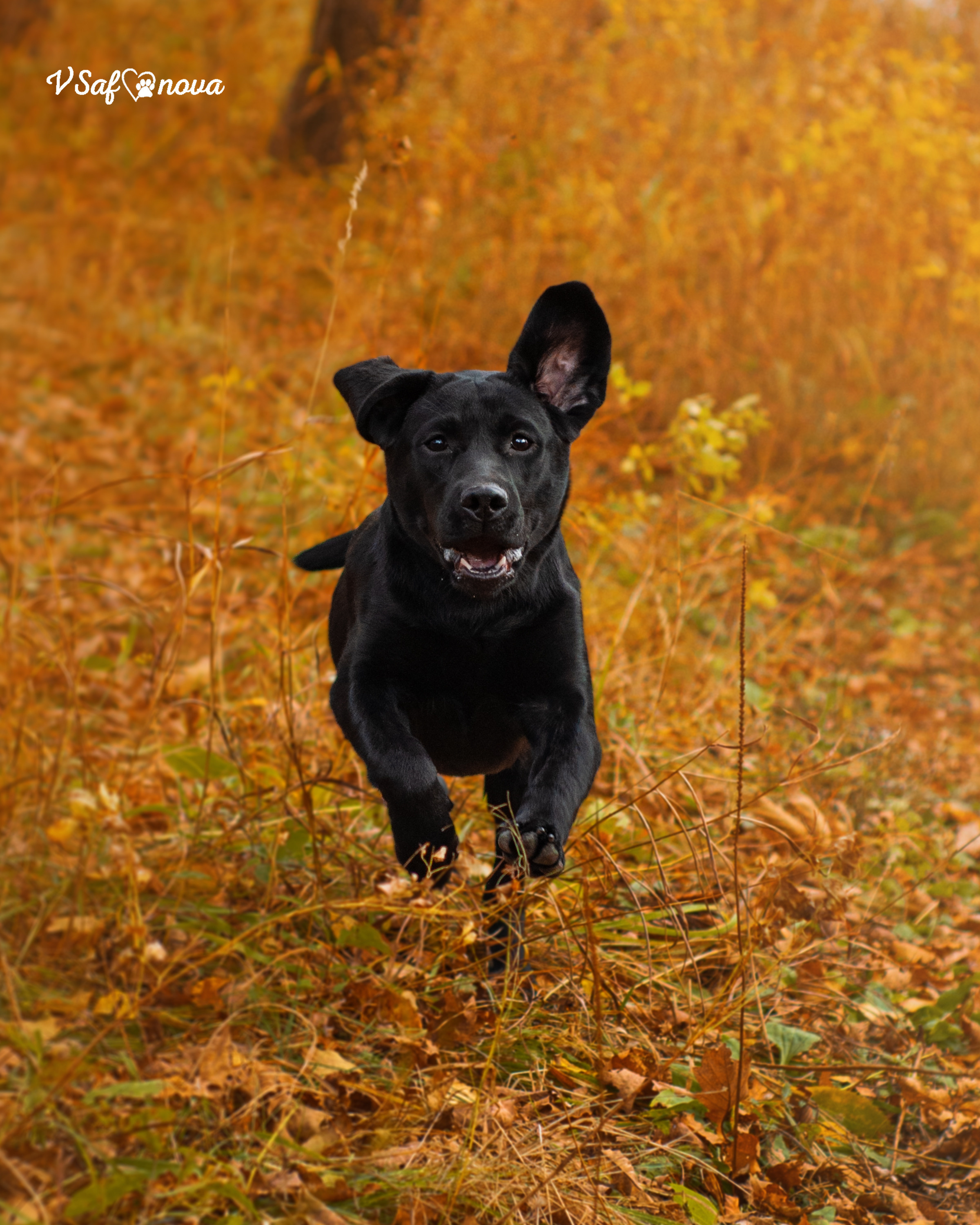 Саша и лабрадоры 03.10.2021. Фотограф анималист Благовещенск. Сафонова Виктория