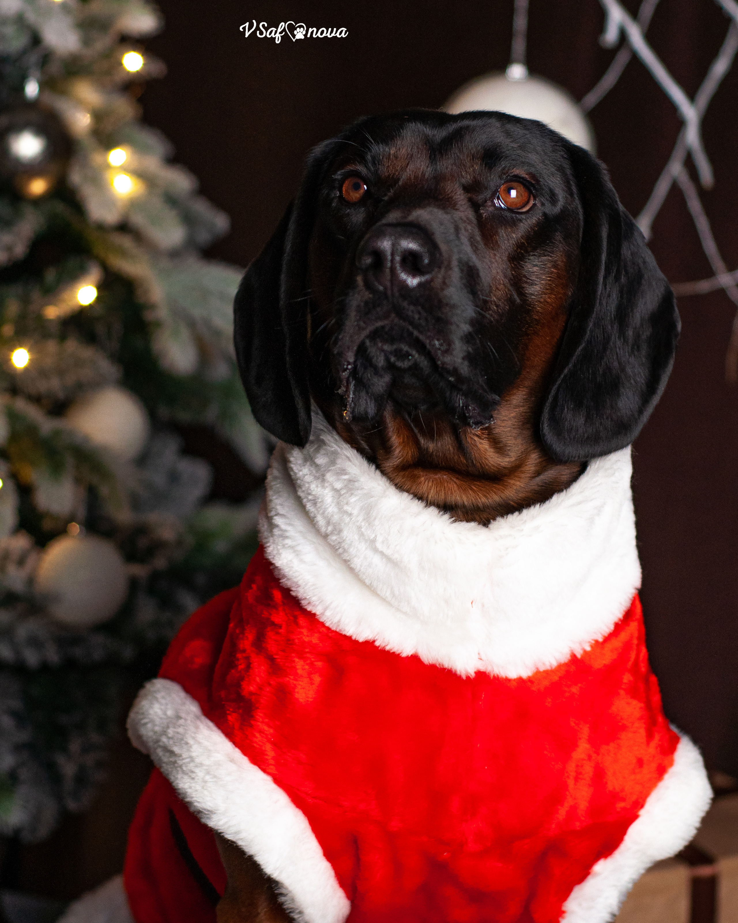Флай. Фотограф анималист Благовещенск. Сафонова Виктория