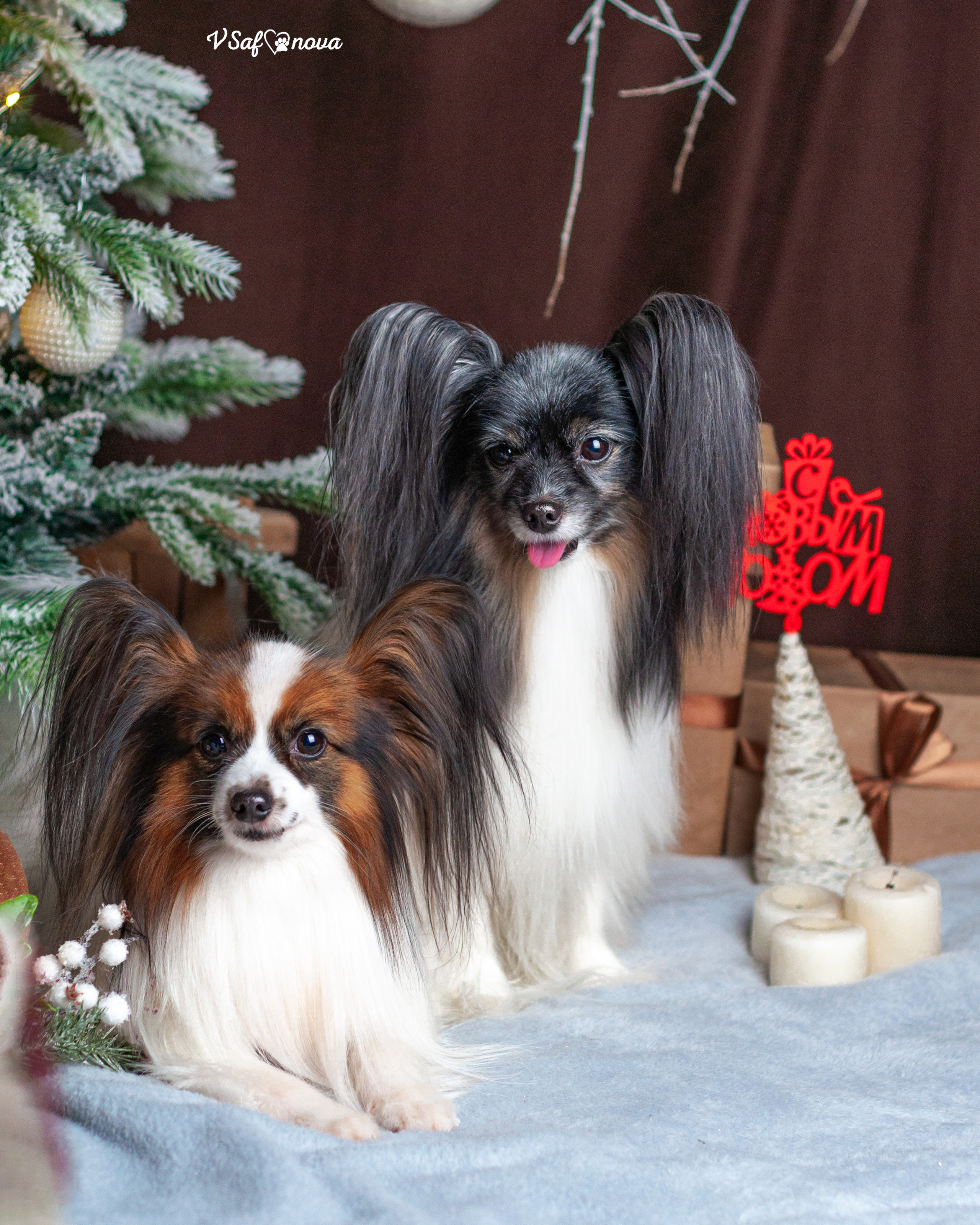 Шустрый и Федя. Фотограф анималист Благовещенск. Сафонова Виктория