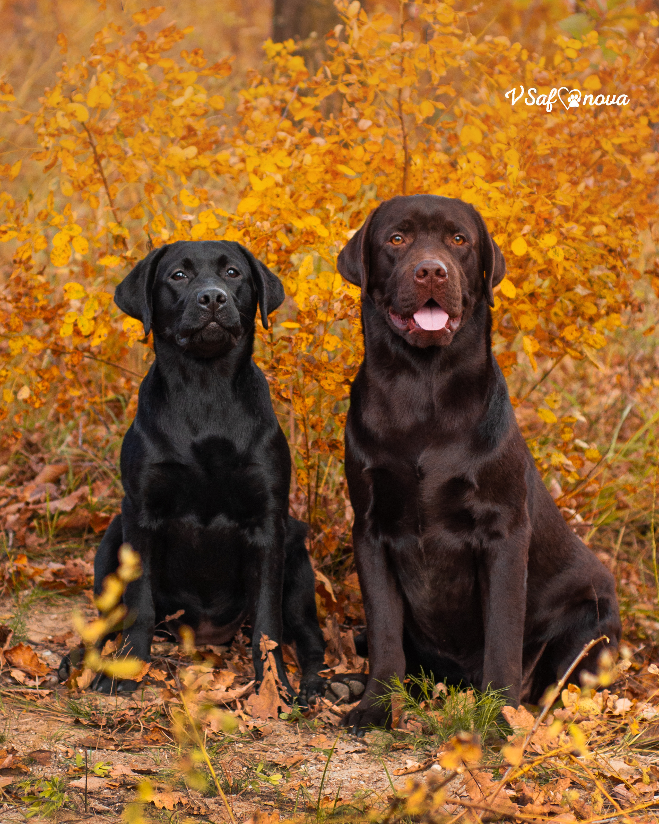 Саша и лабрадоры 03.10.2021. Фотограф анималист Благовещенск. Сафонова Виктория
