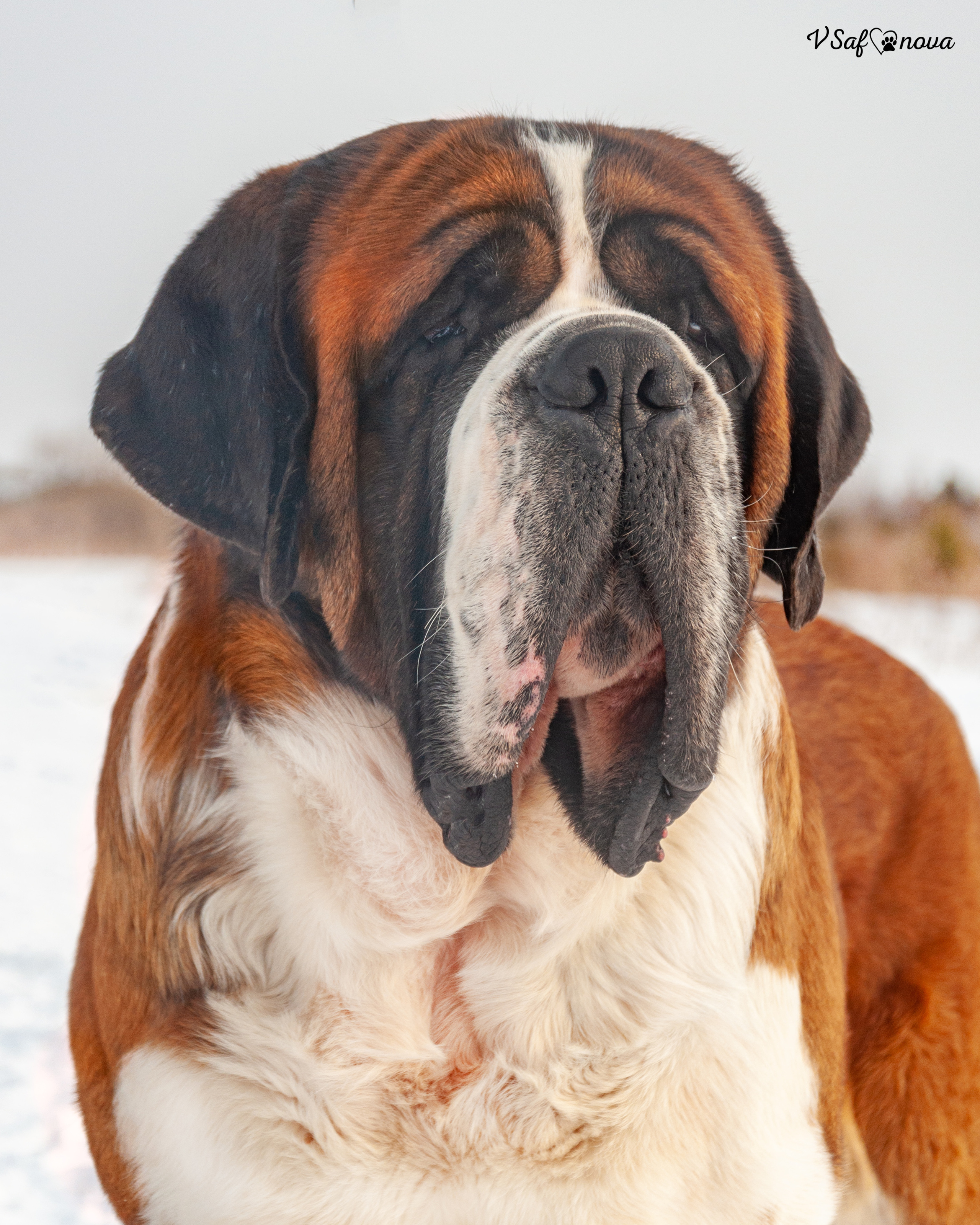 Филя 13.02.2022. Фотограф анималист Благовещенск. Сафонова Виктория