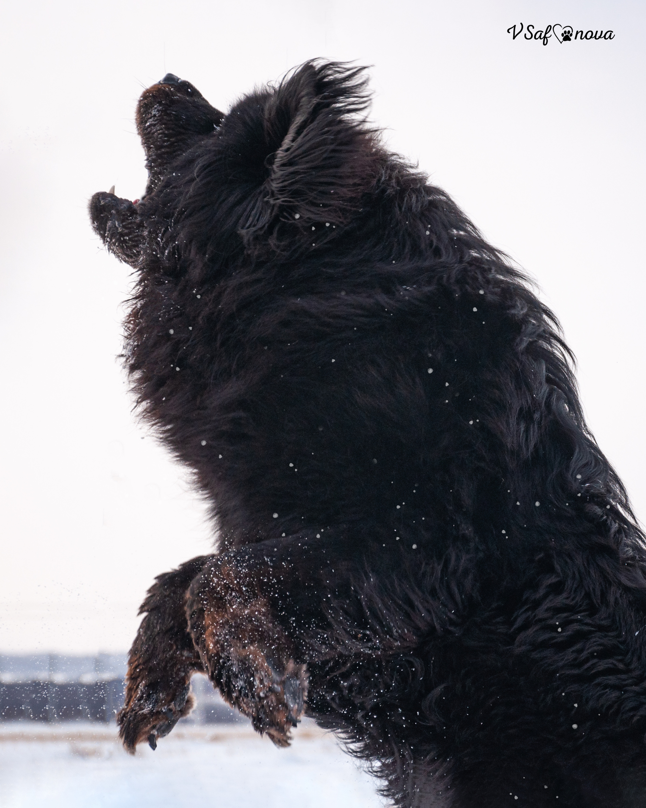 Ира и Ричи 29.01.2022. Фотограф анималист Благовещенск. Сафонова Виктория