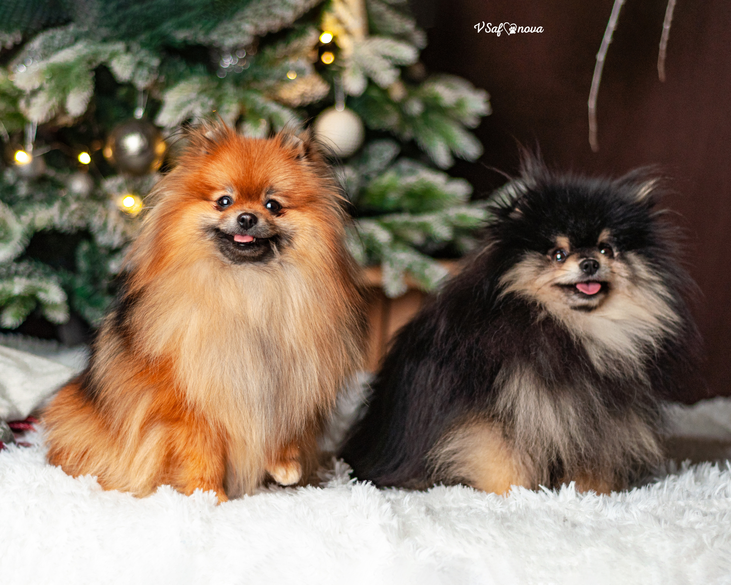 Ральф и Стейси. Фотограф анималист Благовещенск. Сафонова Виктория