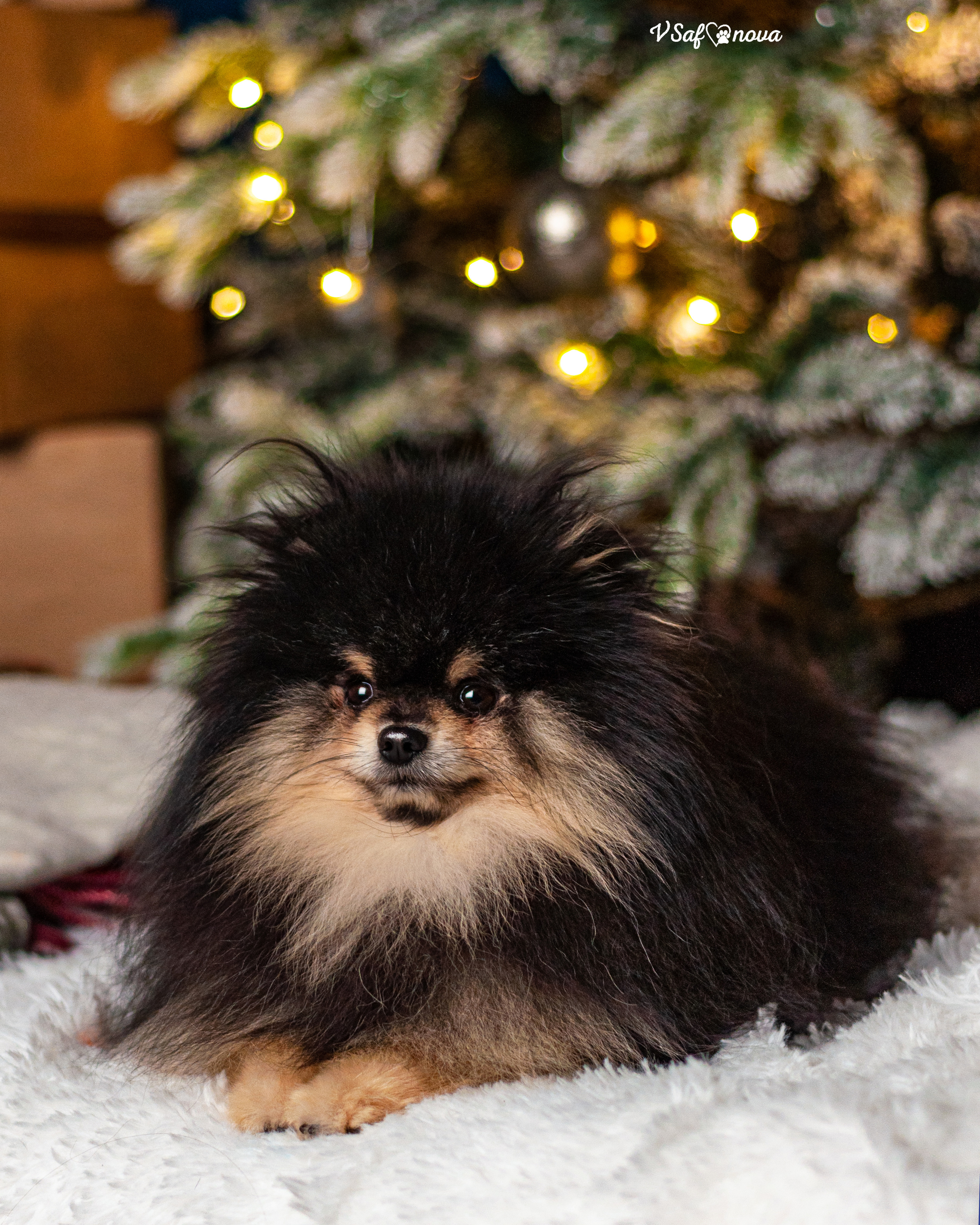 Ральф и Стейси. Фотограф анималист Благовещенск. Сафонова Виктория