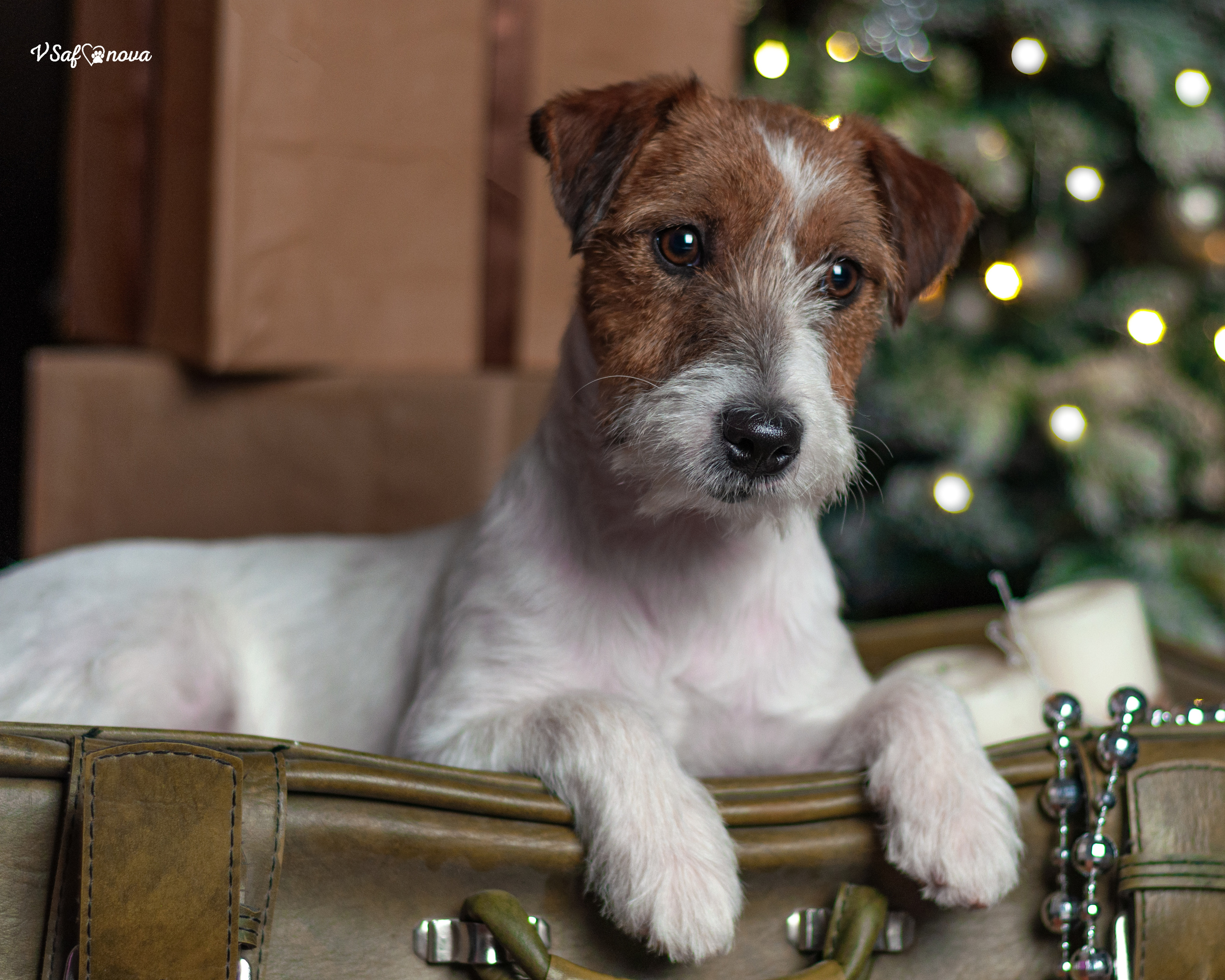 Перчик. Фотограф анималист Благовещенск. Сафонова Виктория