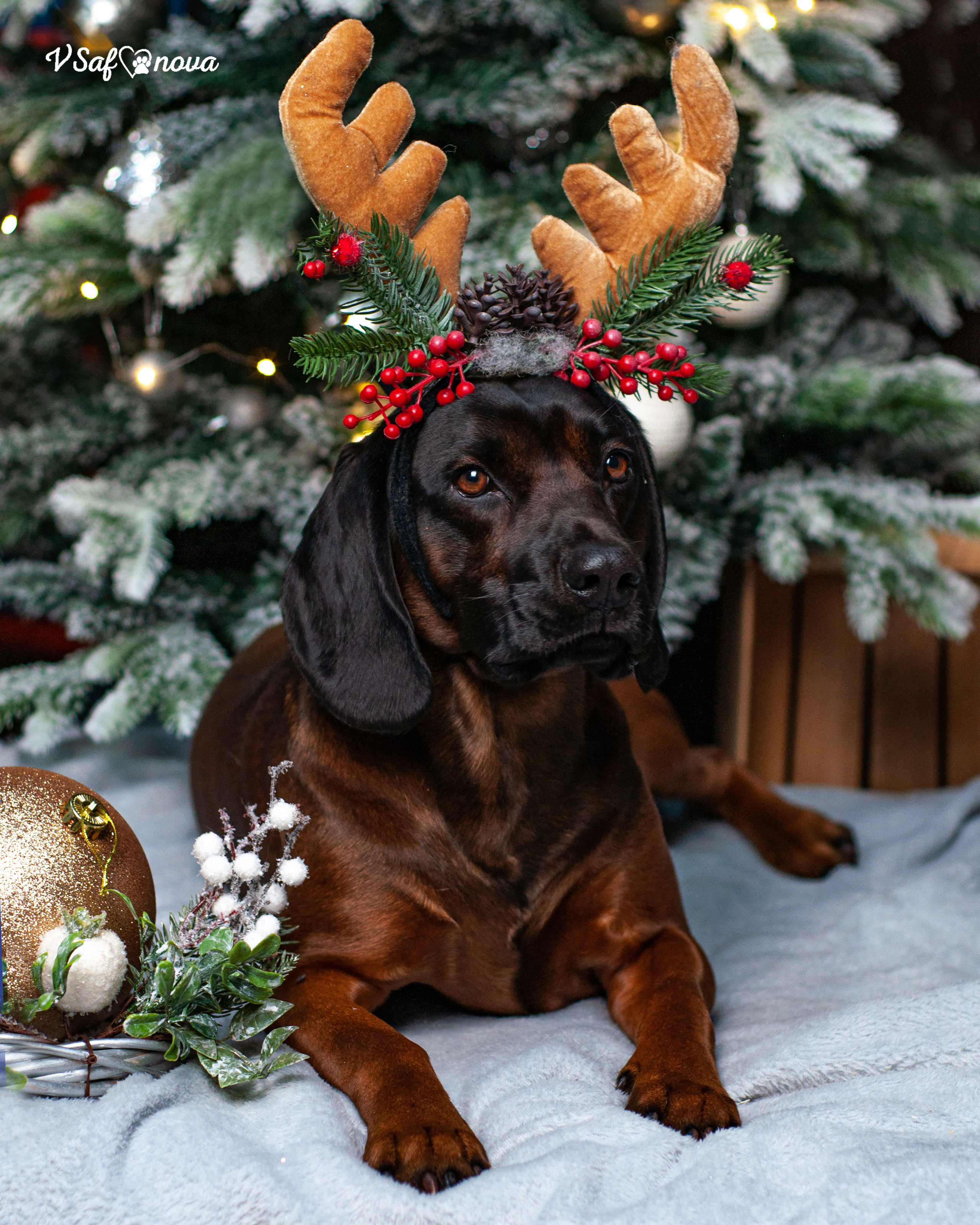 Флай. Фотограф анималист Благовещенск. Сафонова Виктория