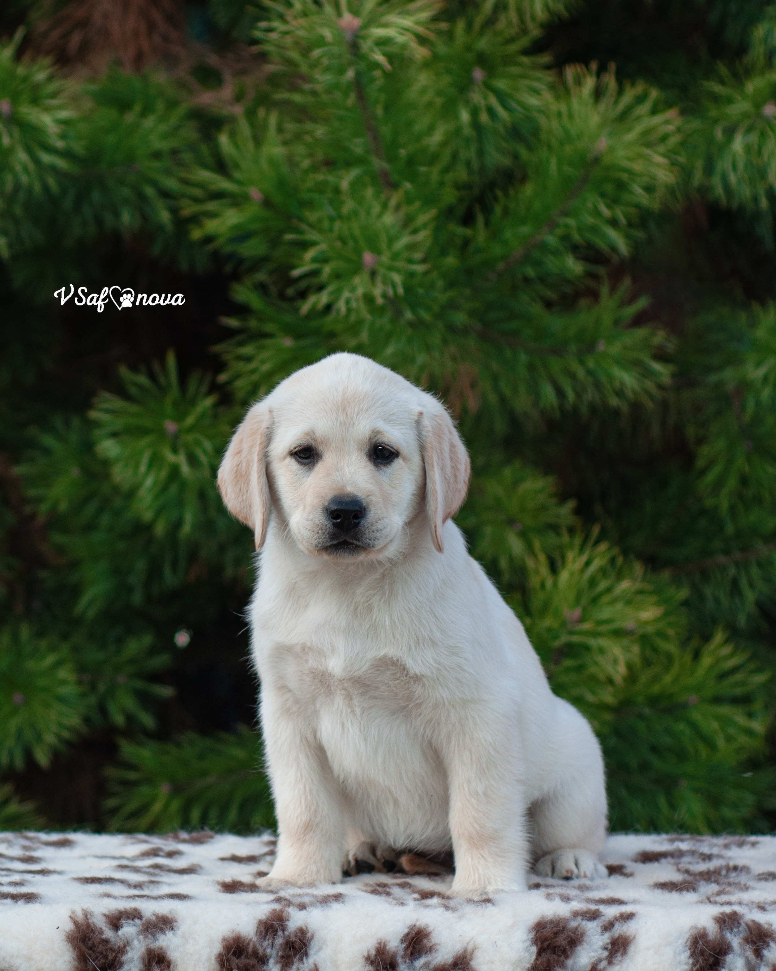 Лабродорчики 26.09.2021. Фотограф анималист Благовещенск. Сафонова Виктория