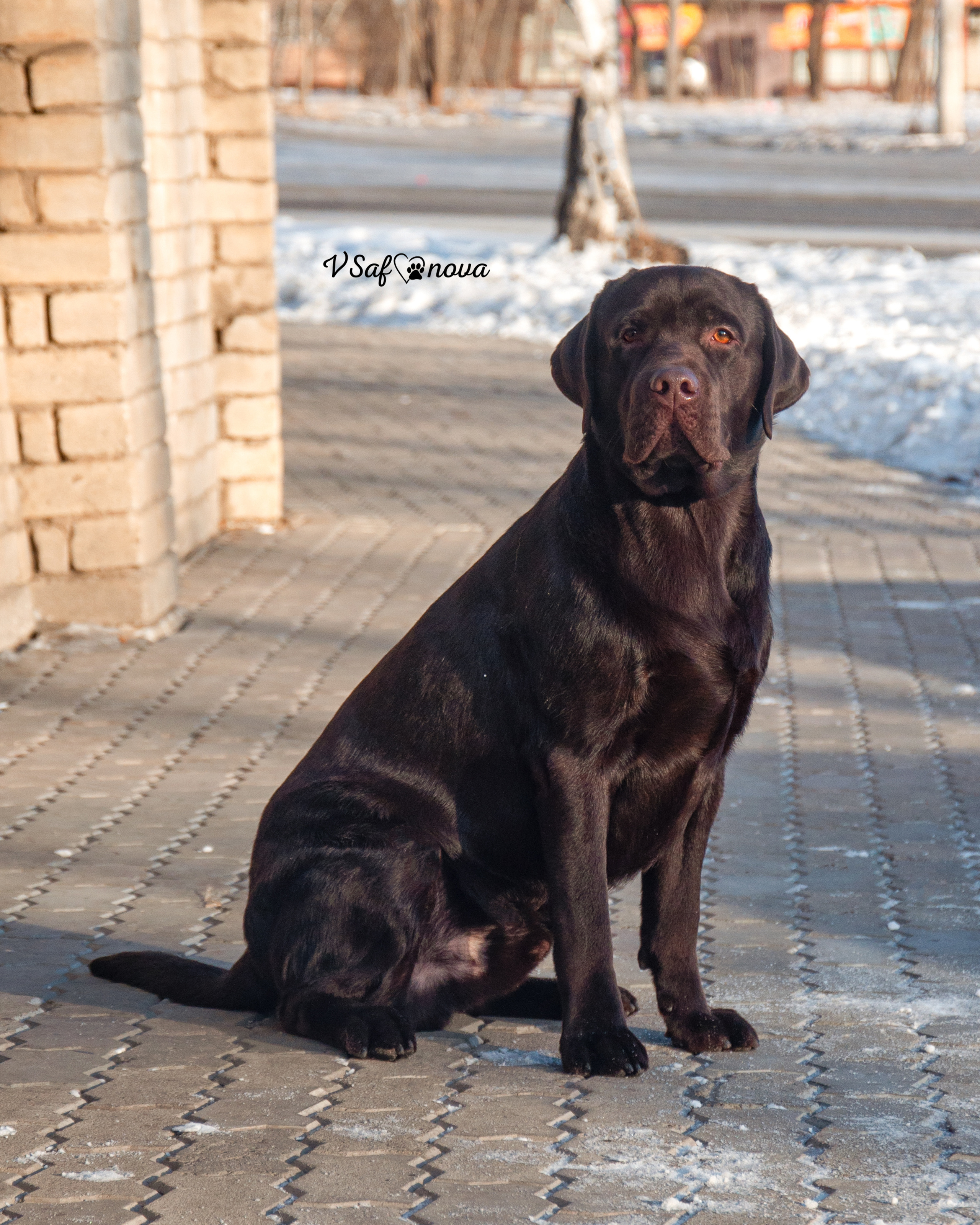 5–6 февраля 2022 Благовещенск. Фотограф анималист Благовещенск. Сафонова Виктория