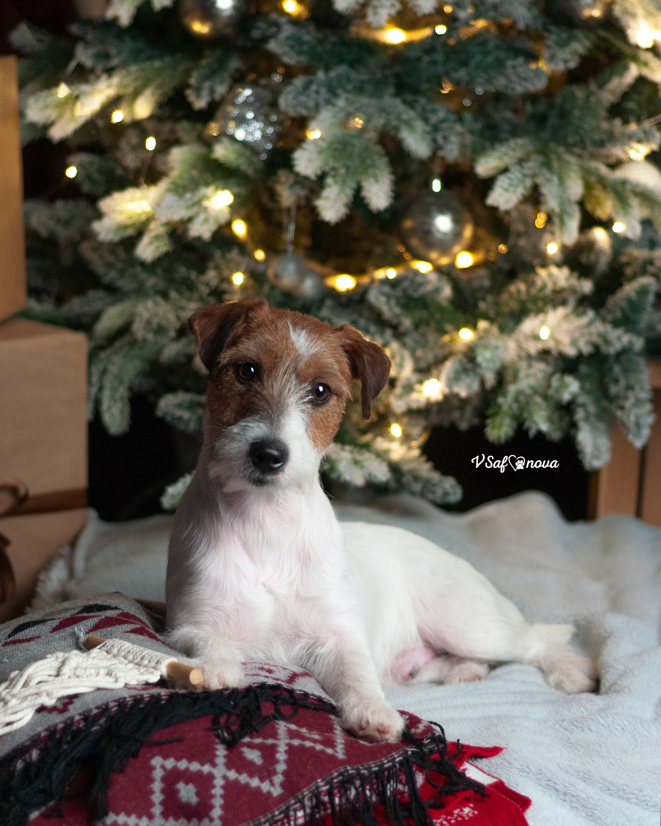 Перчик. Фотограф анималист Благовещенск. Сафонова Виктория