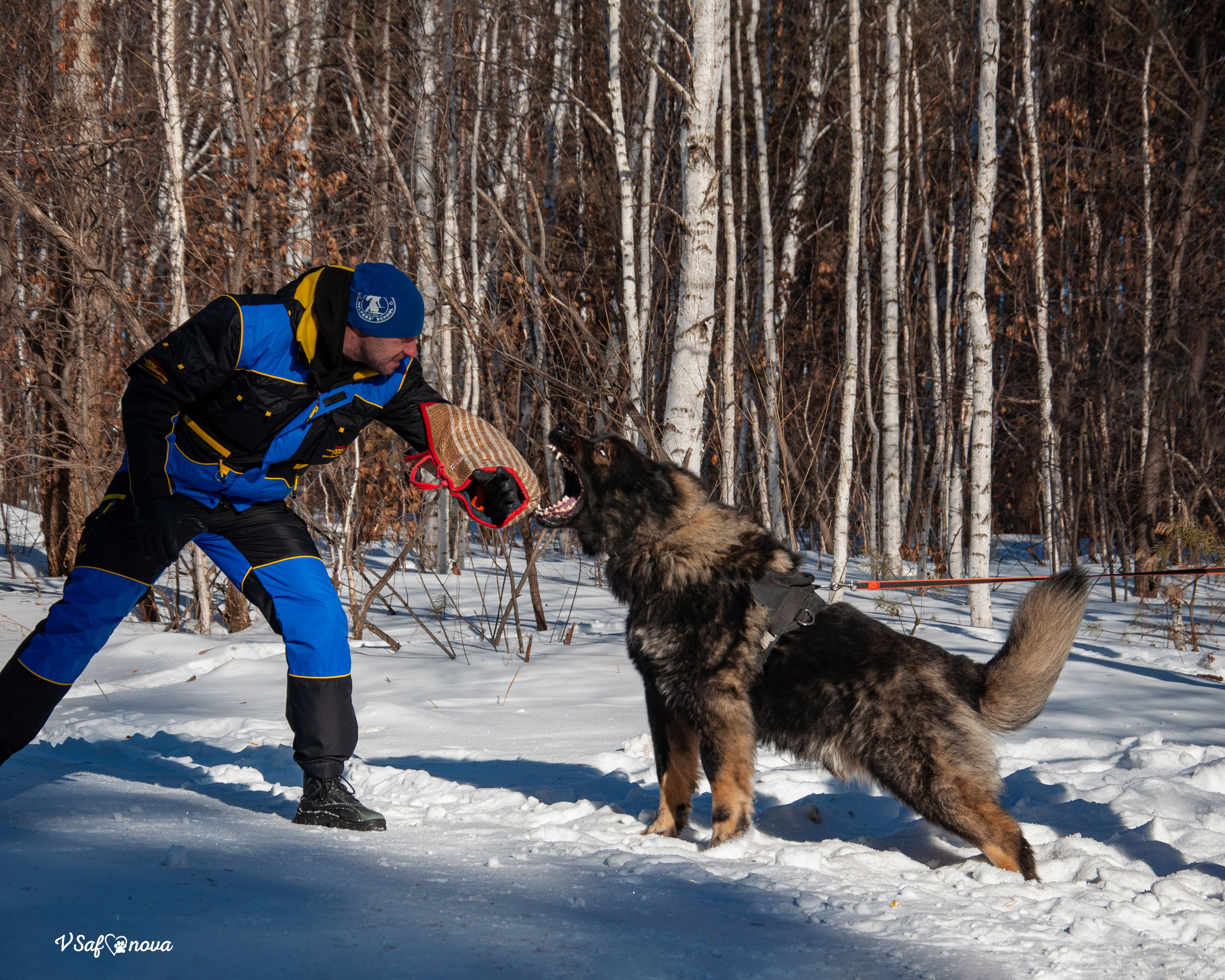 ЗКС Кайрат 01.02.2022. Фотограф анималист Благовещенск. Сафонова Виктория